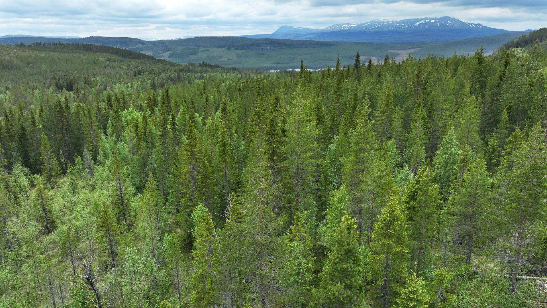 Gård med skogsbruk på Ortholmen Hede Härjedalens kommun - bild 15