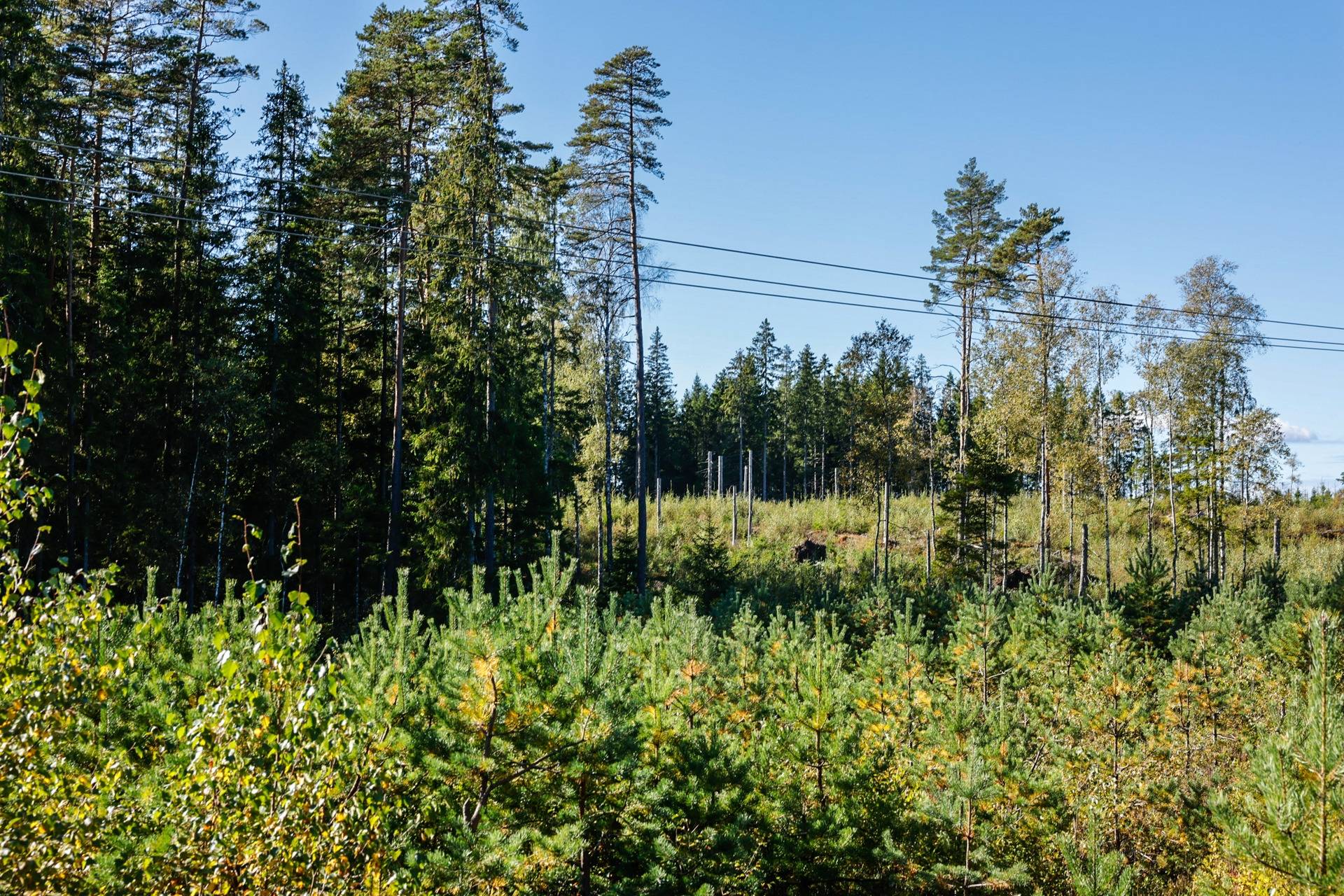 Gård/skog på SVENLJUNGA UGGLEBO 2:3 Örsås Svenljunga kommun - bild 21