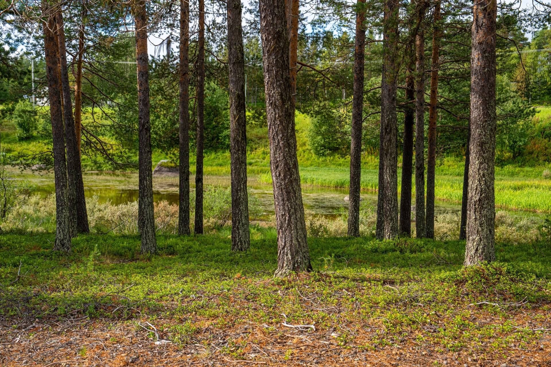 Gård/skog på Talludden - Sandsele 2:59 Sorsele kommun - bild 13