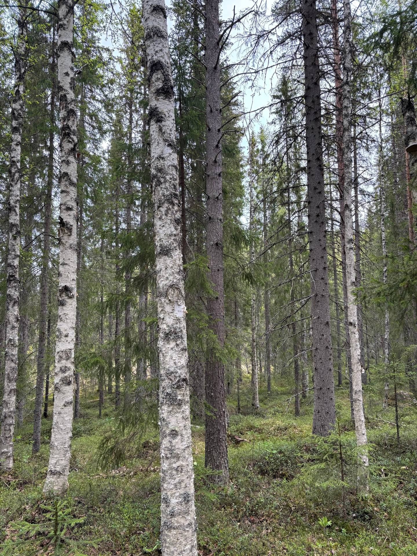 Gård med skogsbruk på Kullen 2 Svannäs Vilhelmina kommun - bild 56