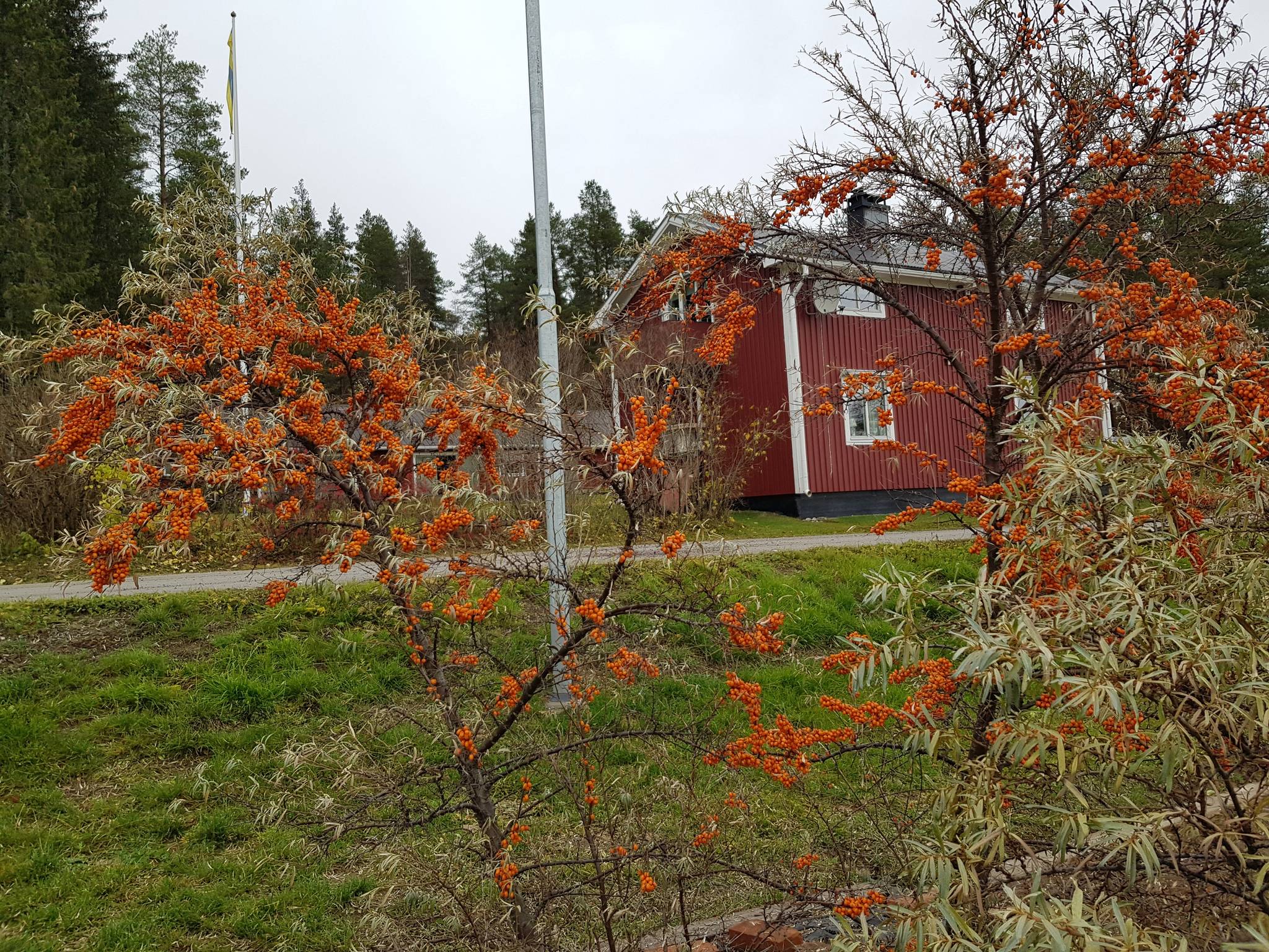 5 rum Gård med jordbruk på Storsien 398 Storsien Kalix kommun - bild 23