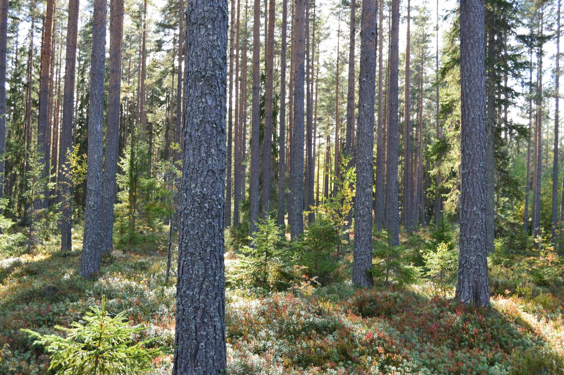 Gård med jordbruk på Sömskars skogen Sandvikens kommun - bild 35