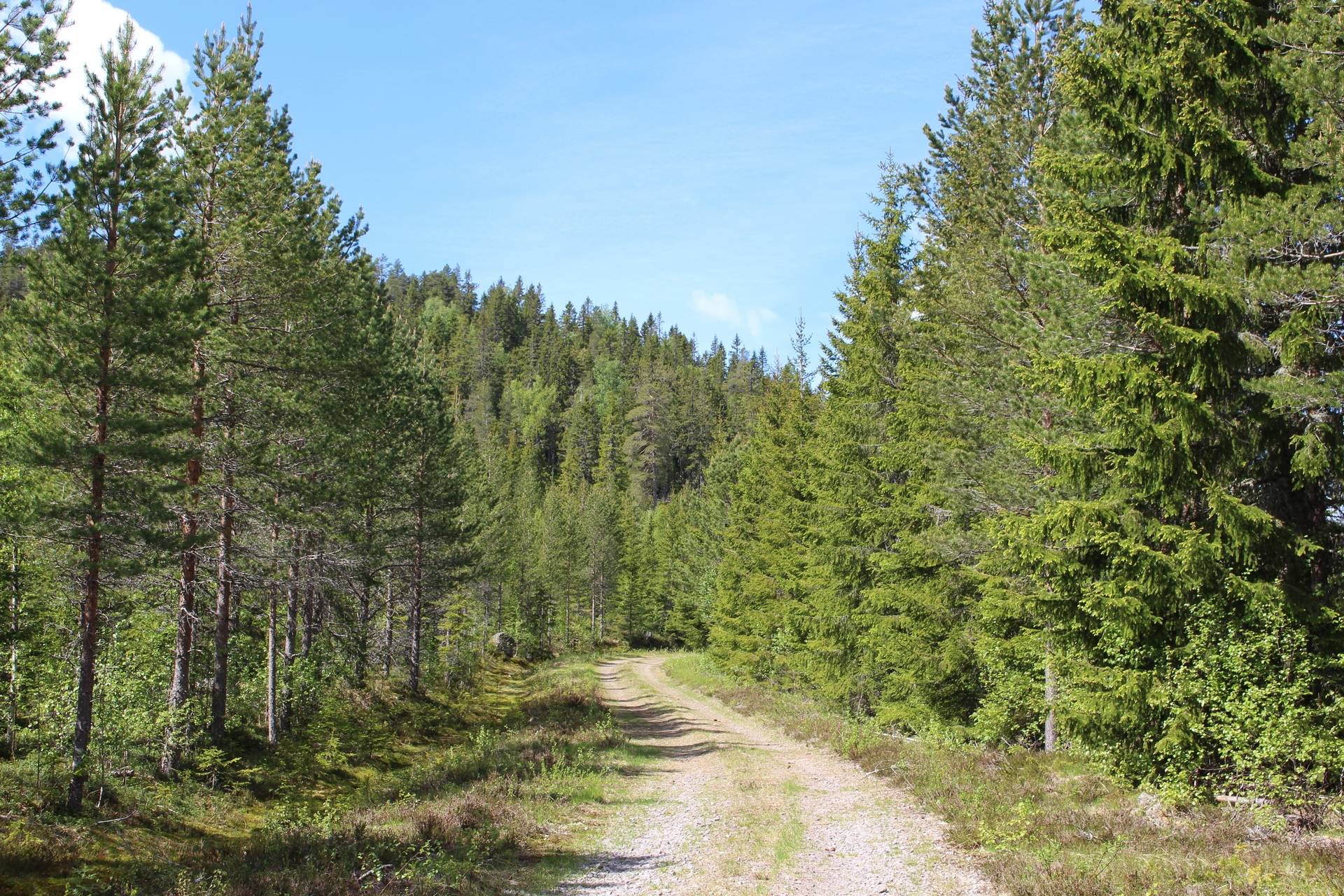 Gård med jordbruk på Lillbergsgården Torsby kommun - bild 6