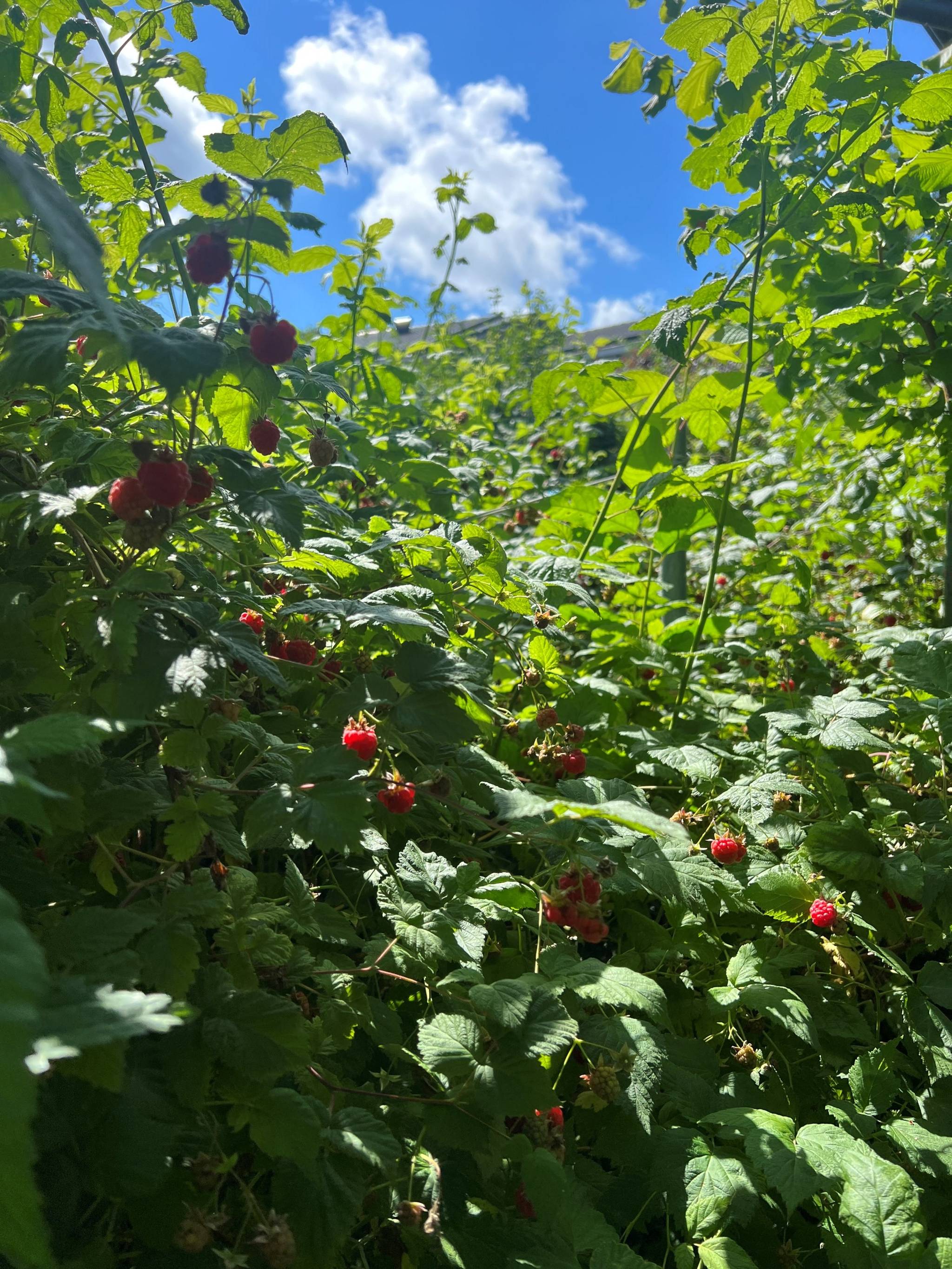 5 rum Villa på Tranholmsvägen 14 Ekerö Tranholmen Ekerö kommun - bild 11