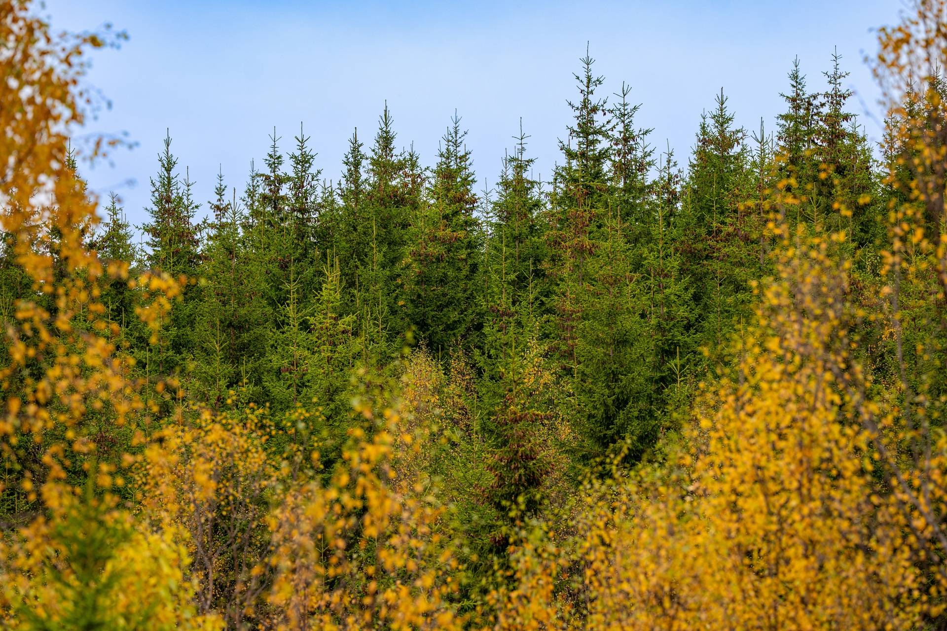 Gård/skog på Åberg Krokoms kommun - bild 5