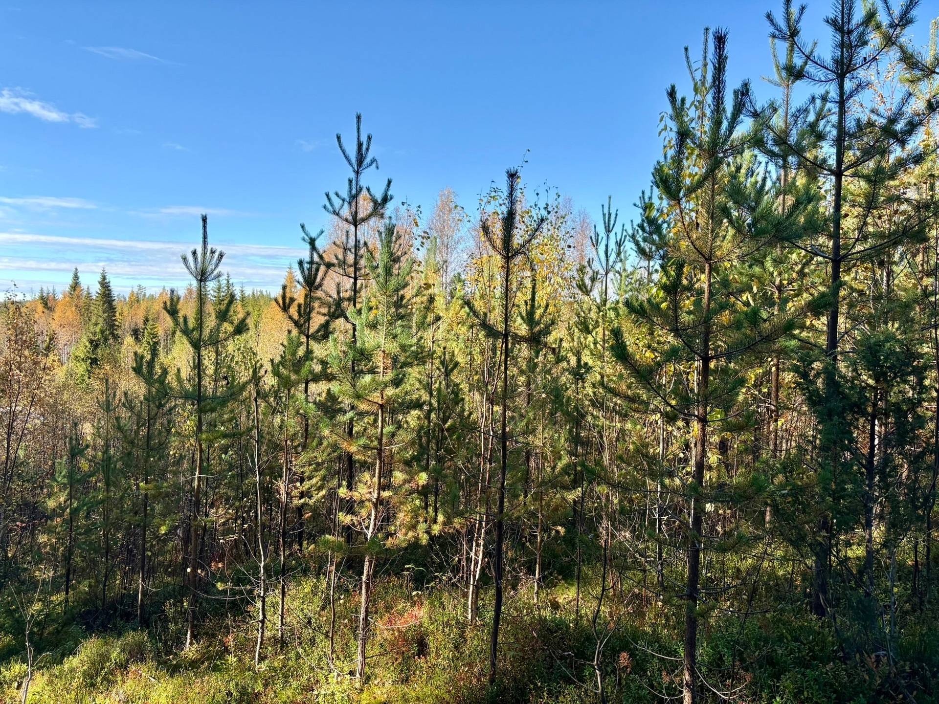 Gård/skog på Örträsk 2:38 Lycksele kommun - bild 13