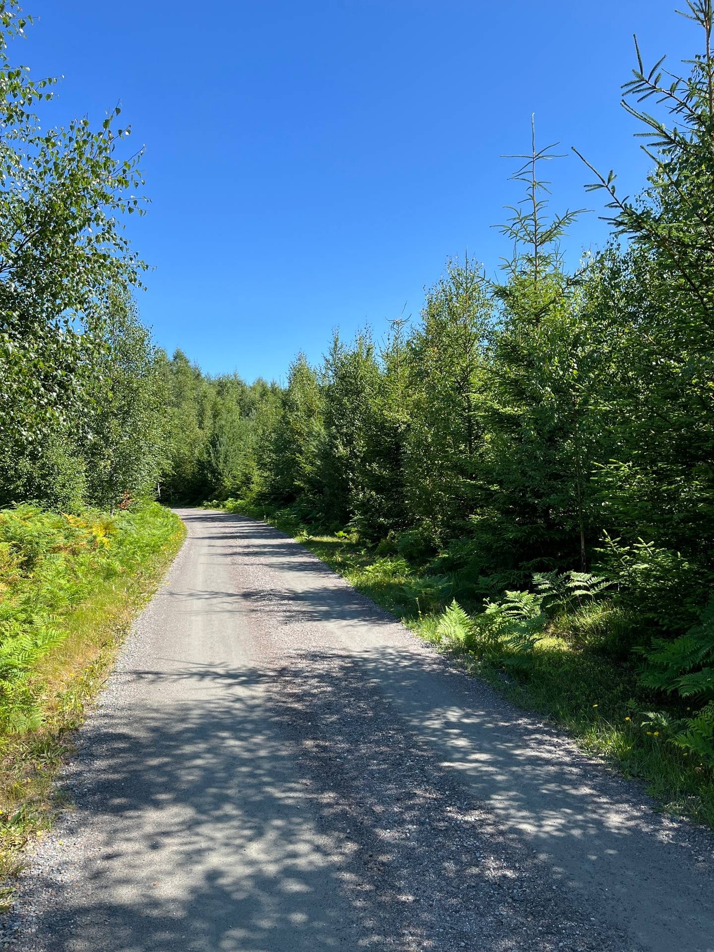 3 rum gård med skogsbruk på Hjortens fyrväg 12 Mellerud, Melleruds kommun - bild 5