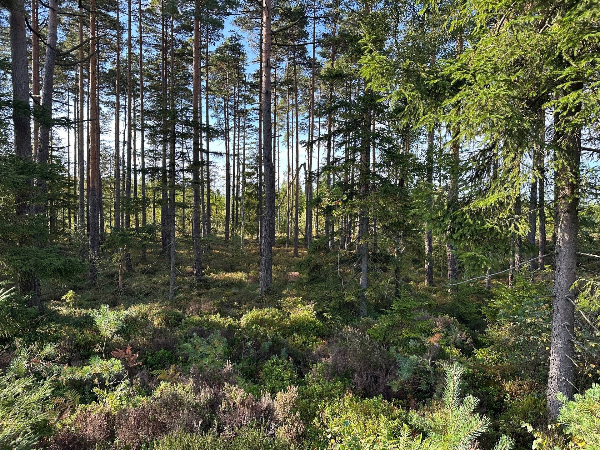 Gård med skogsbruk på MARK ANABÄCKSHULT 2:14 Anabäckshult Marks kommun - bild 21