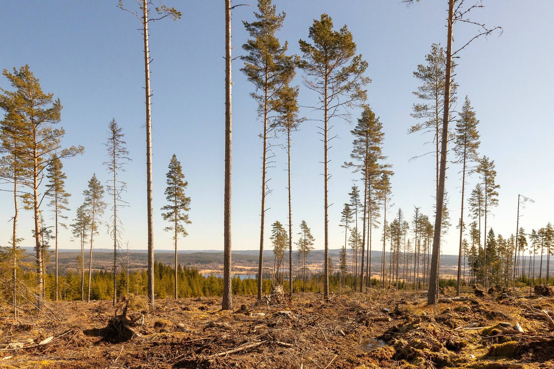 Gård/skog på Del av HAGFORS EKSHÄRADS-RÅDA 1:72 Hagfors kommun - bild 20