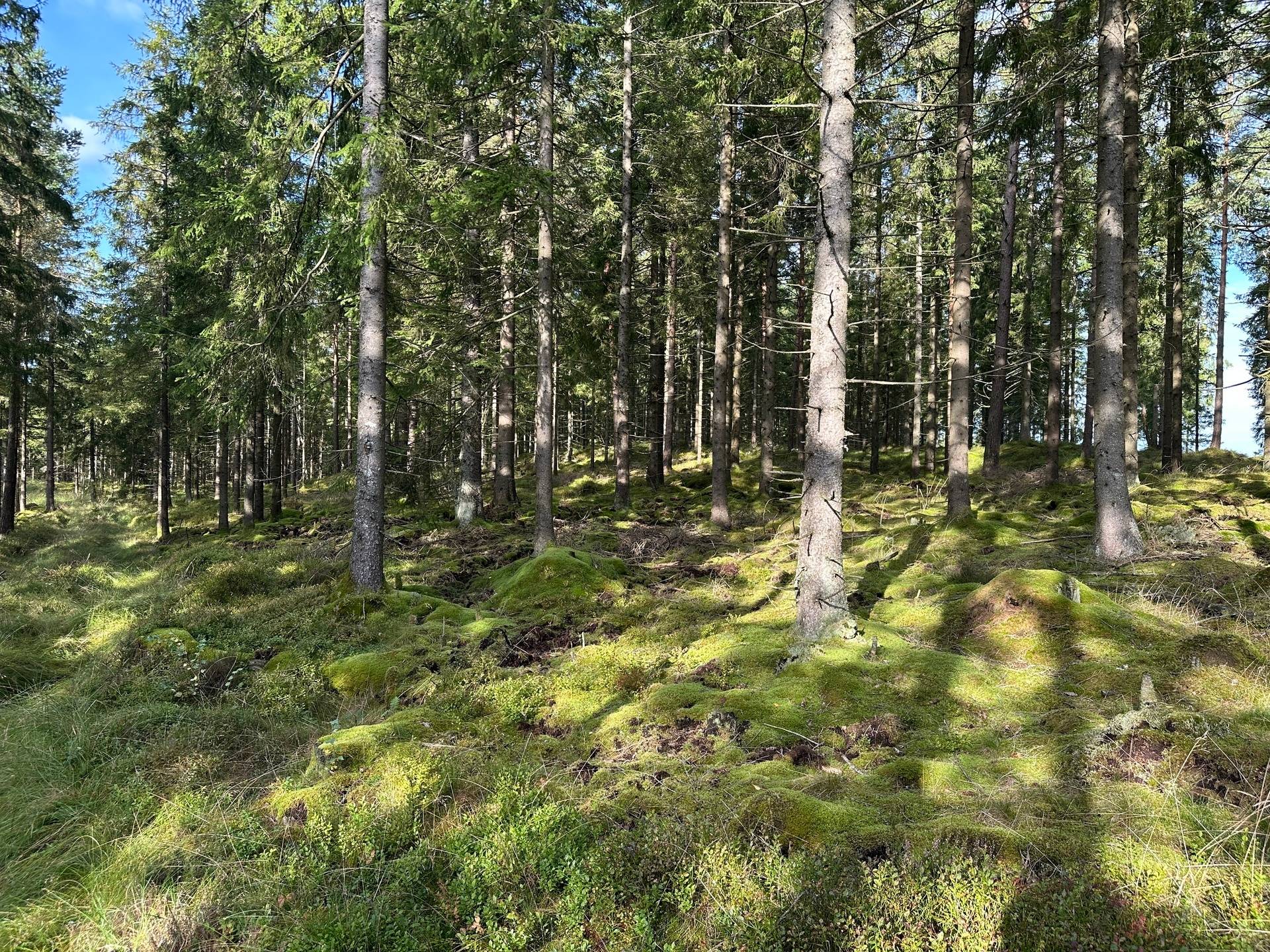 Gård med skogsbruk på MARK ANABÄCKSHULT 2:14 Anabäckshult Marks kommun - bild 25
