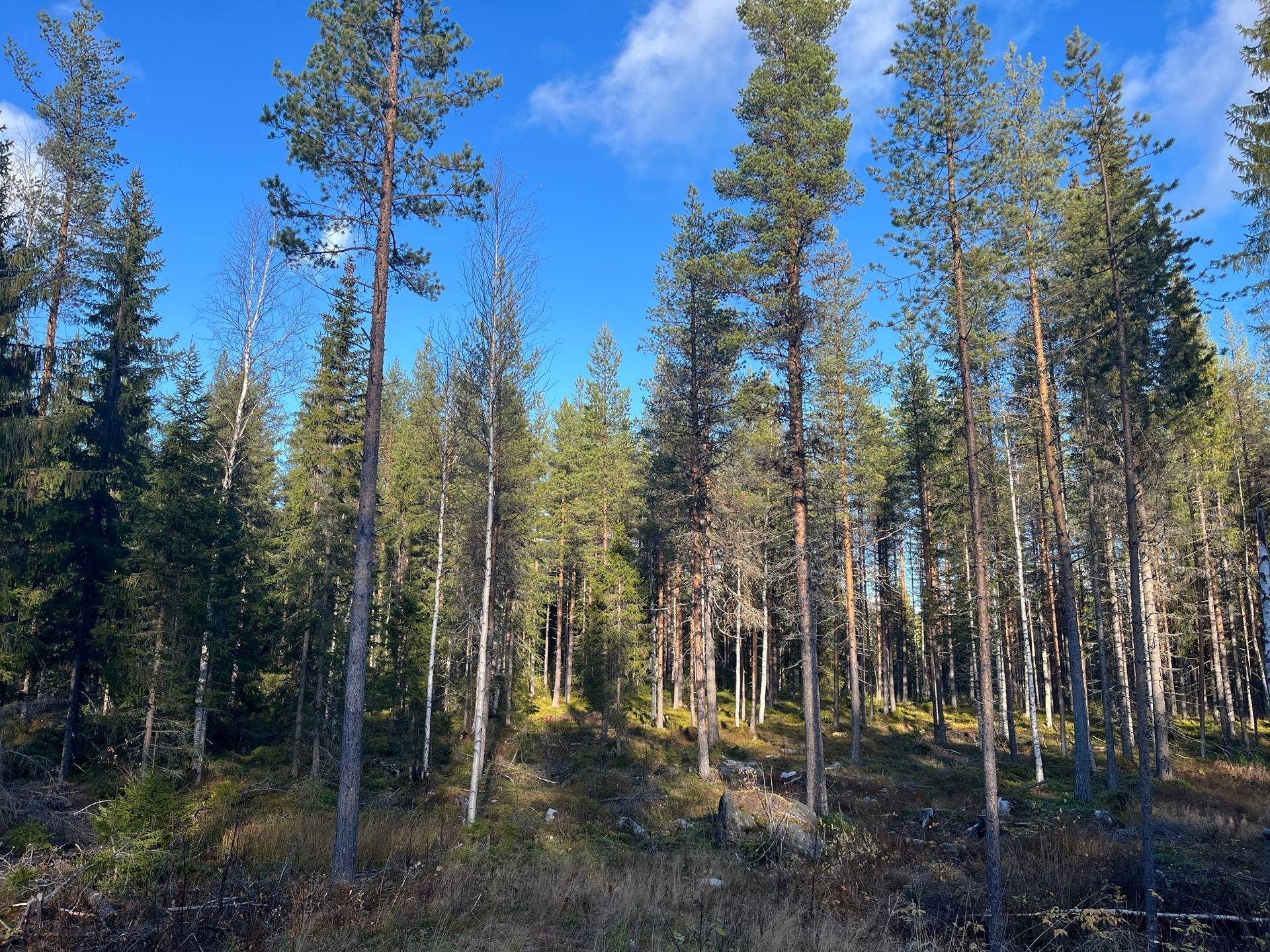 Gård med skogsbruk Gunnarn Storumans kommun - bild 7