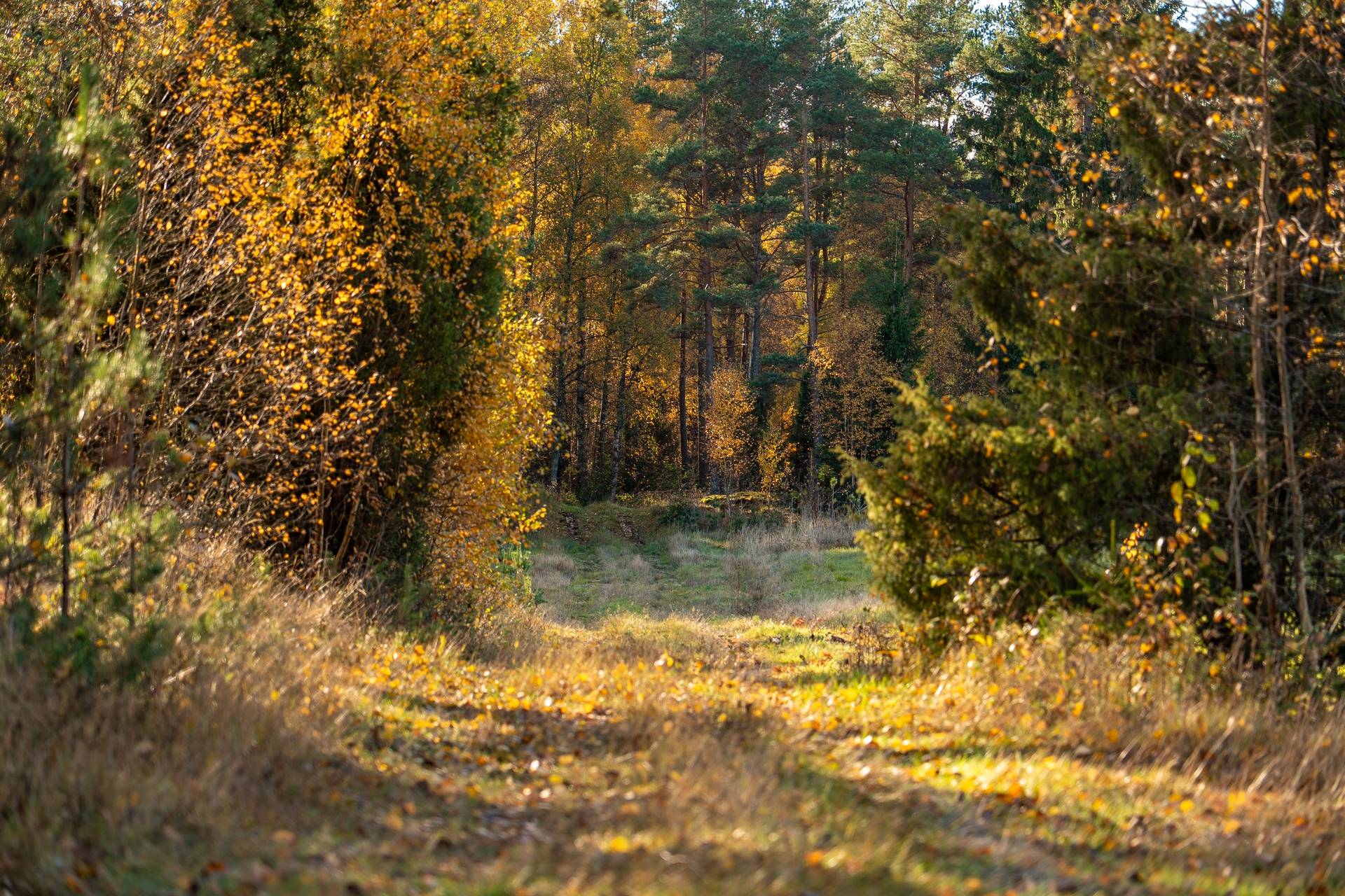 Gård med skogsbruk på Sanda Kristinehamns kommun - bild 11