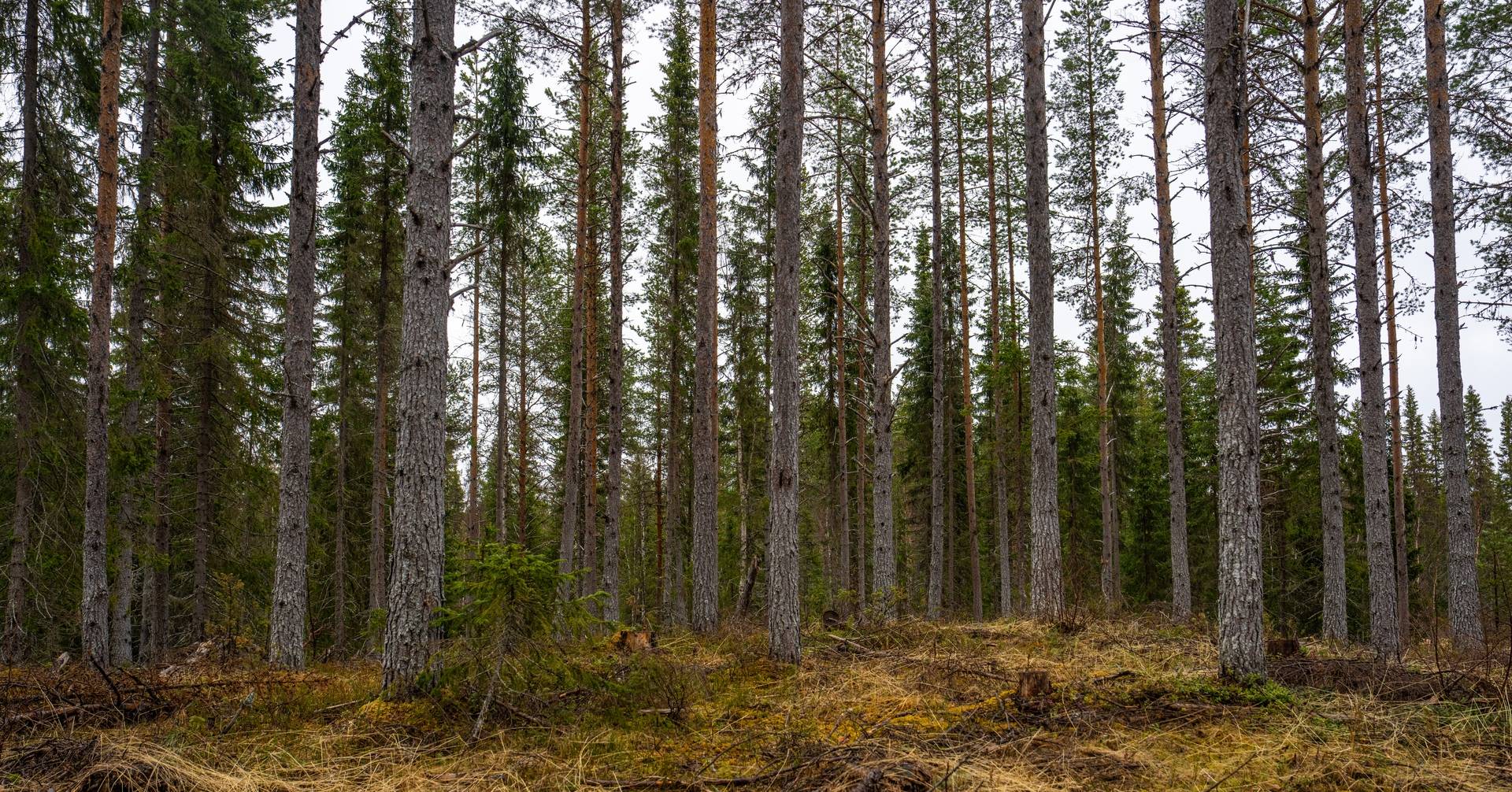gård/skog på Tångeråsen Offerdal, Krokoms kommun - bild 1