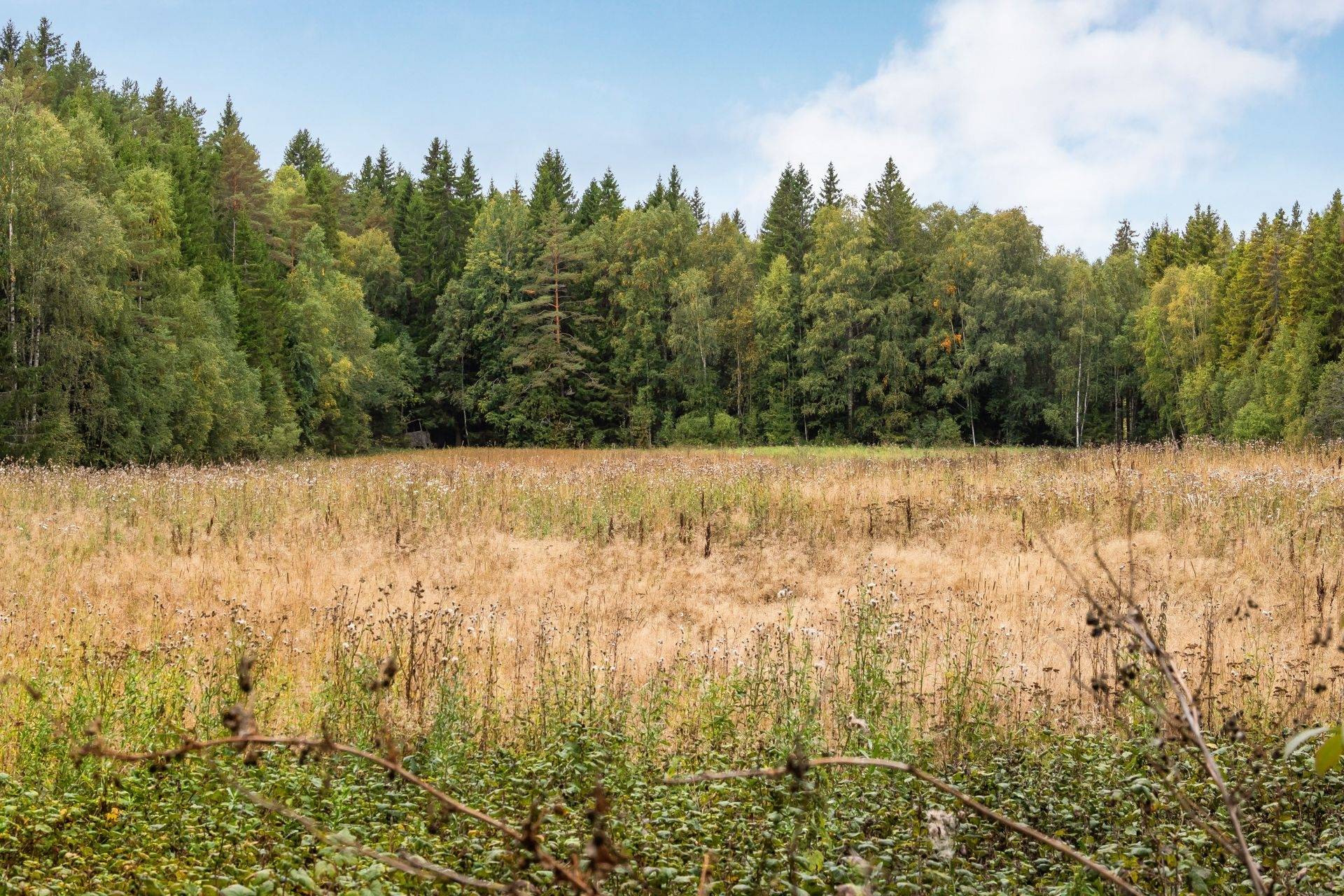 5 rum Gård/skog på Björsjö 3 Stusshyttan Avesta kommun - bild 28