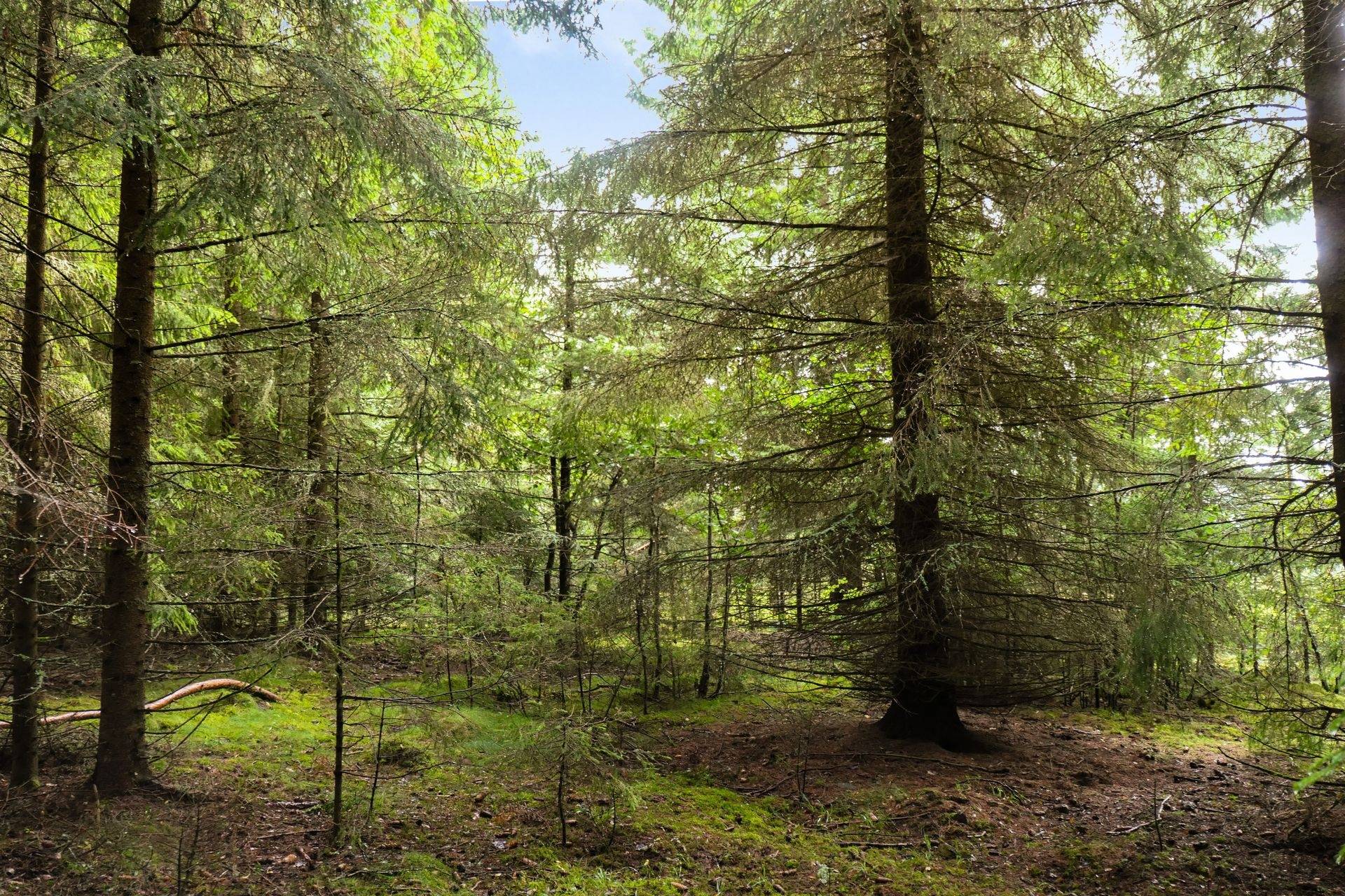Gård/skog på Galneryd 1 Hjo kommun - bild 4
