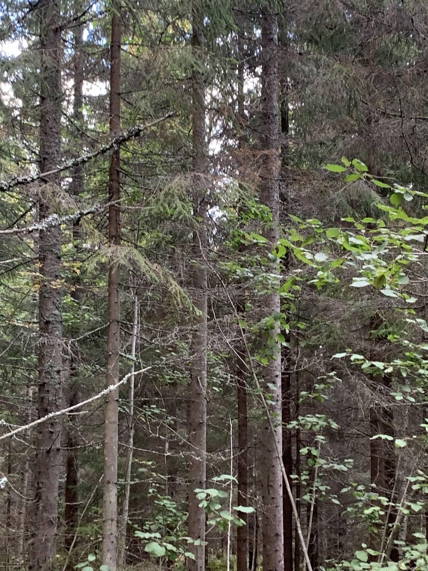 Gård/skog på Sundsvall Bergom 1:54, del av Tuna Sundsvalls kommun - bild 3