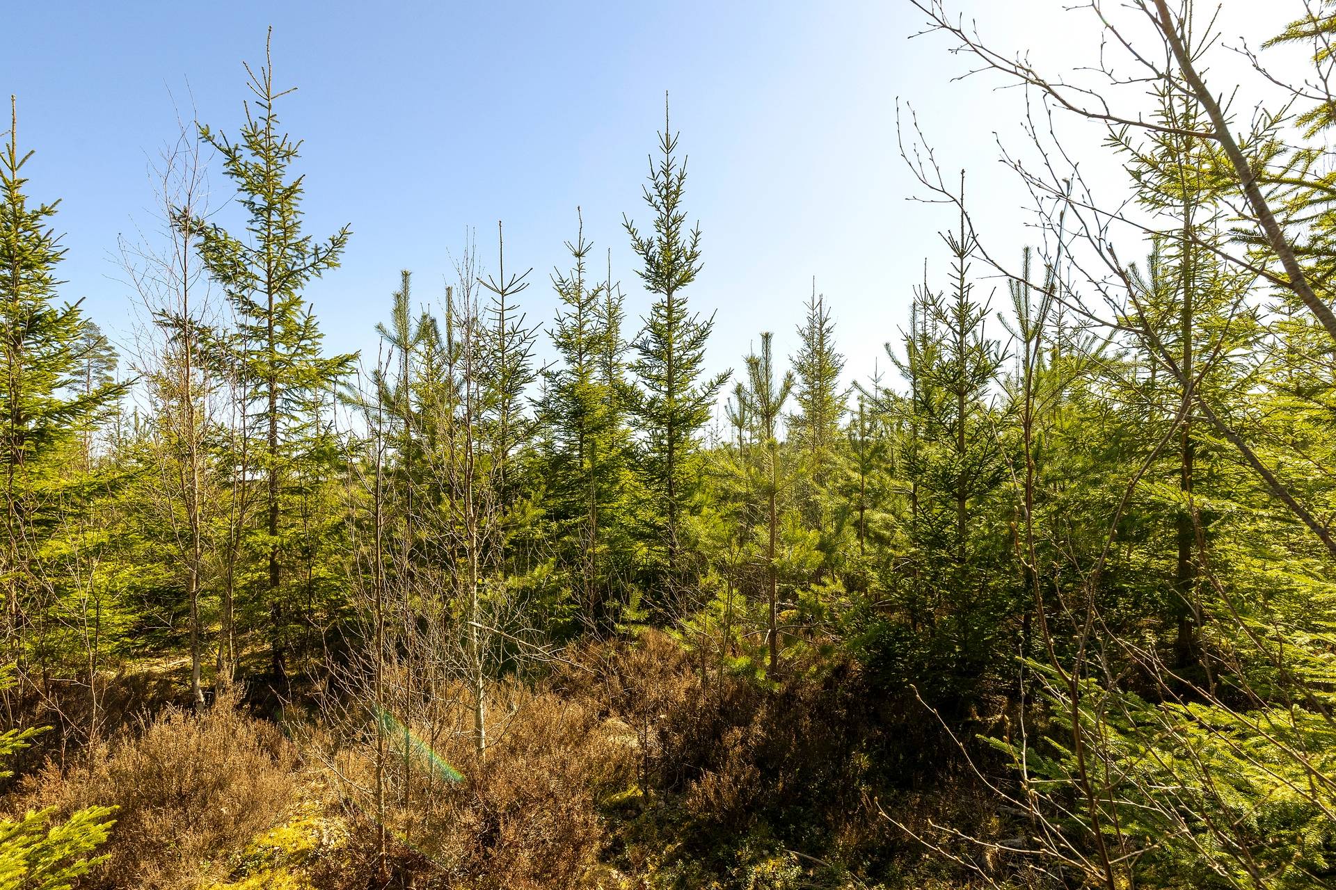 Gård med skogsbruk på Skog i Torhyttan, 44 ha Lekebergs kommun - bild 13