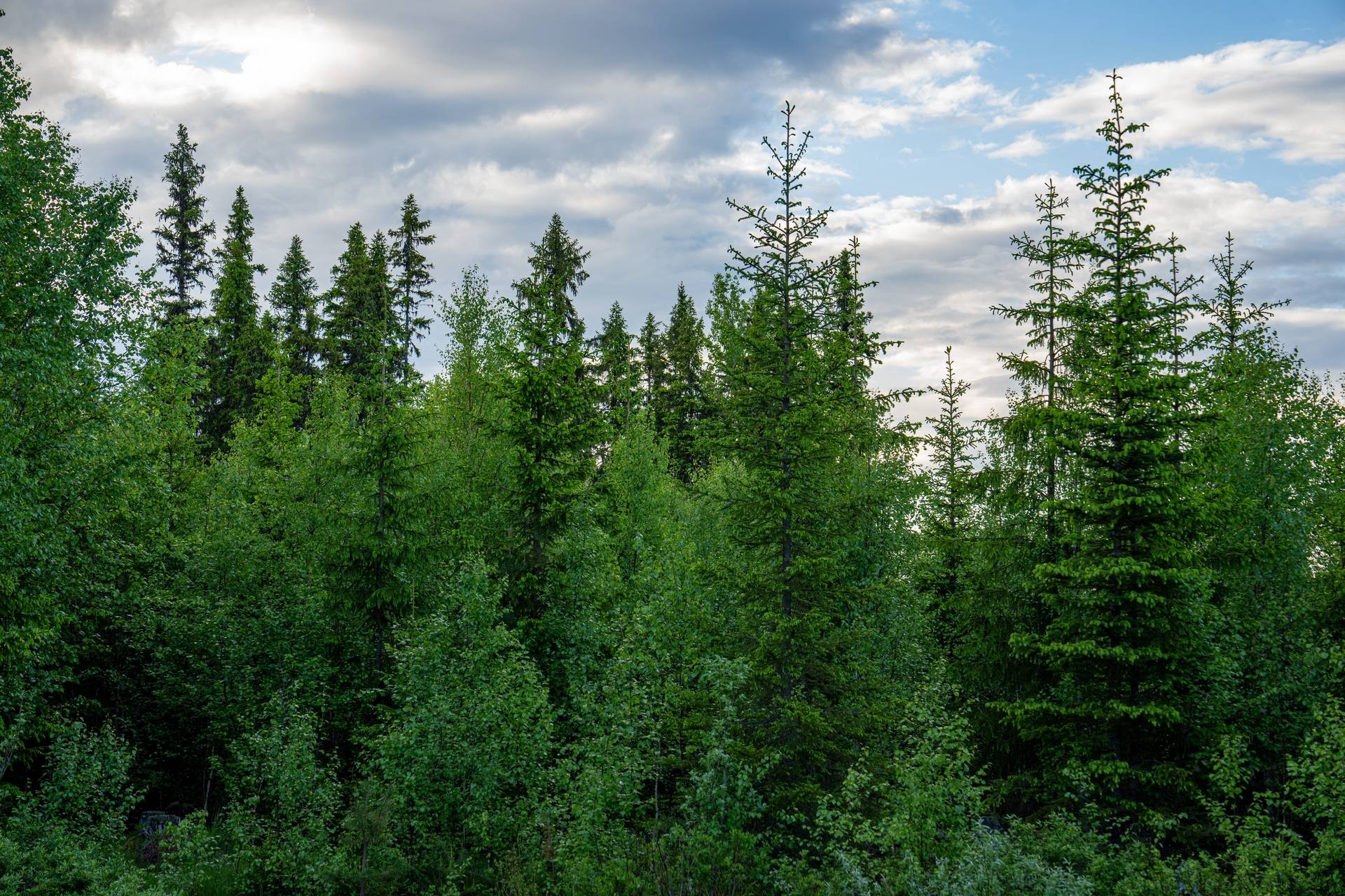 Gård/skog på Raftälven Krokoms kommun - bild 3