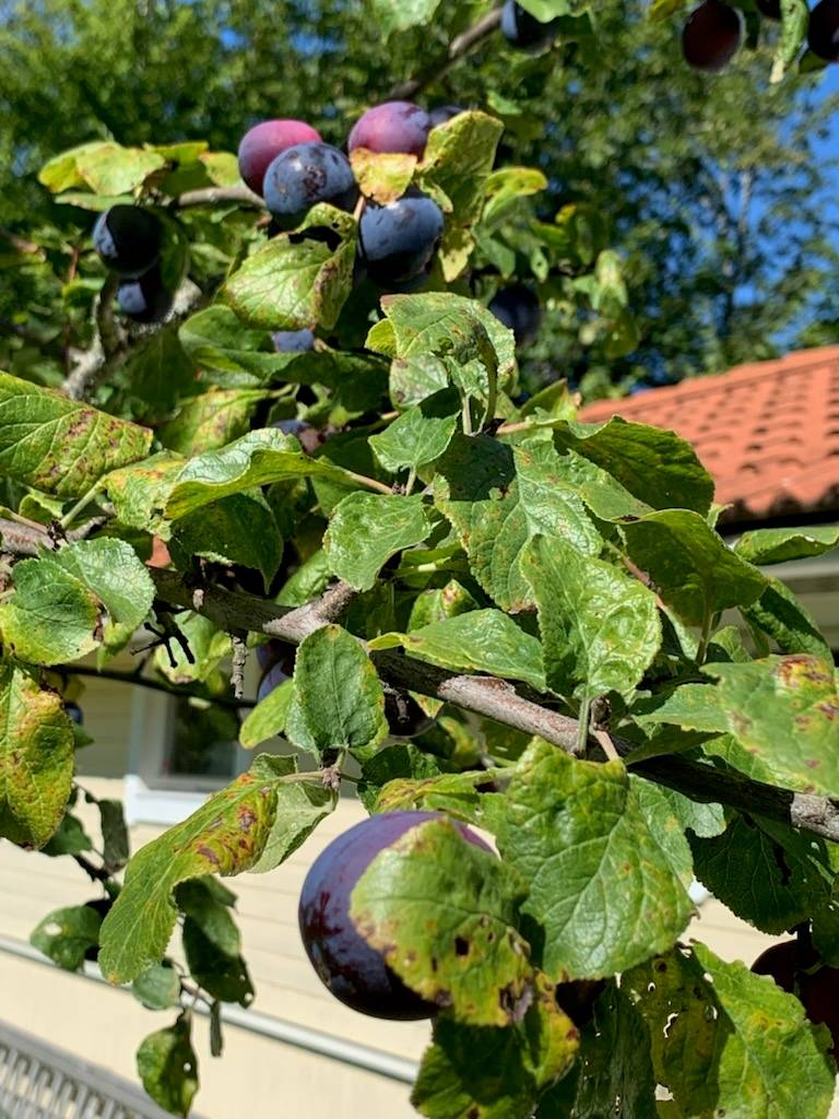 8 rum Villa på Verkstadsvägen 137 Motala Verkstadsområdet Motala kommun - bild 87