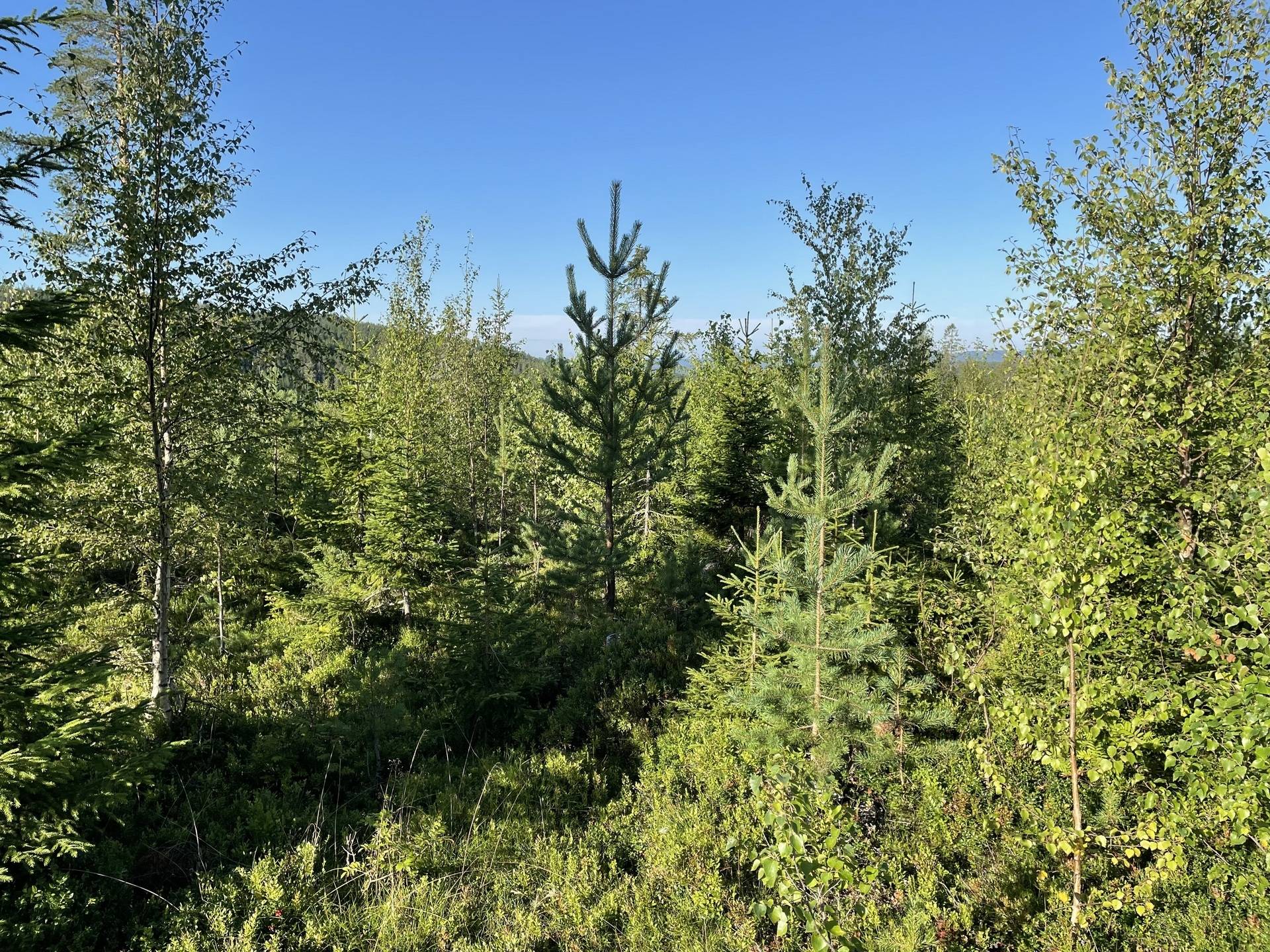Gård med jordbruk på Bergom 107 Örnsköldsviks kommun - bild 57