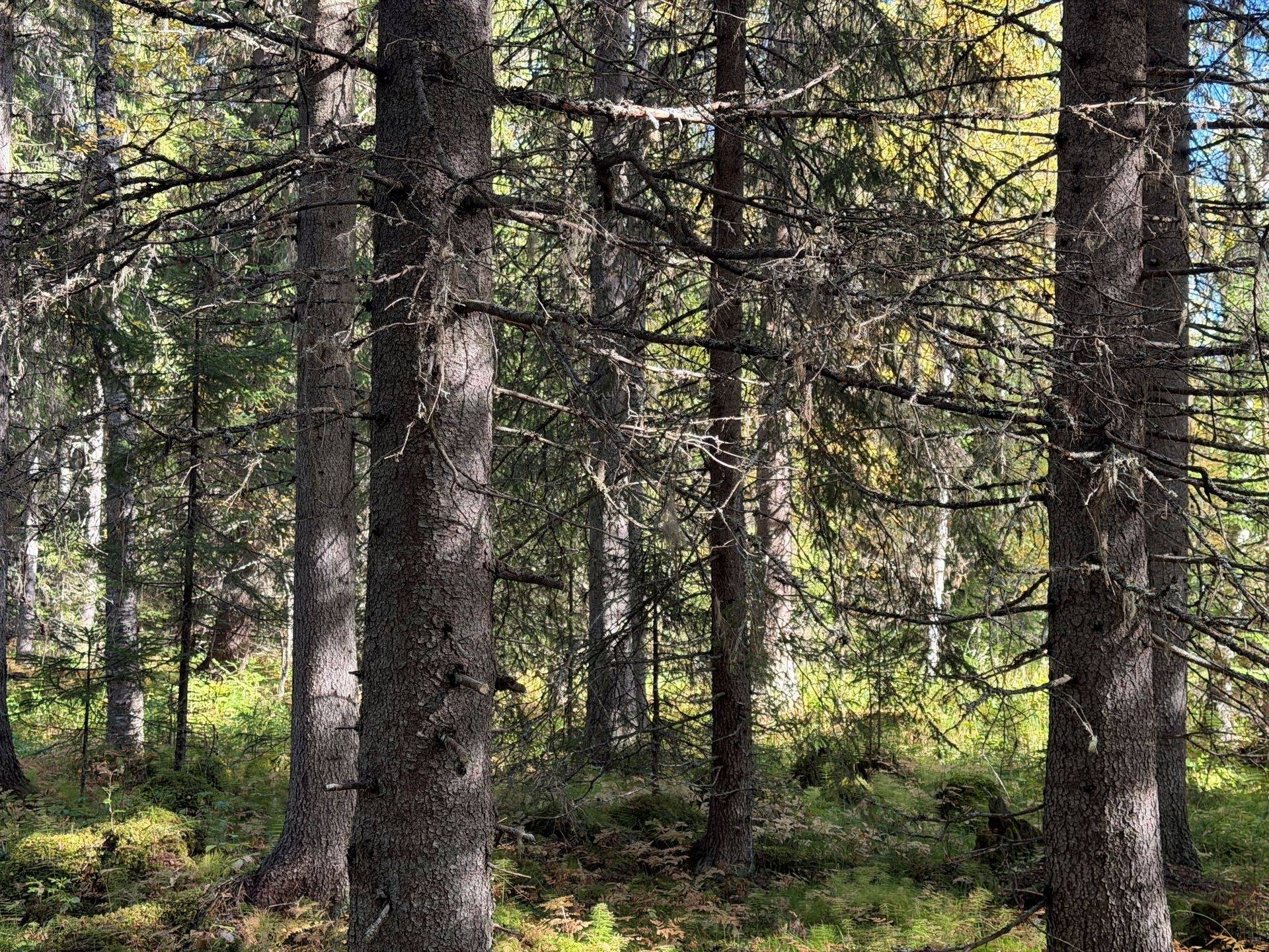 Gård/skog på Öjvasseln 20:1 Särna Älvdalens kommun - bild 12