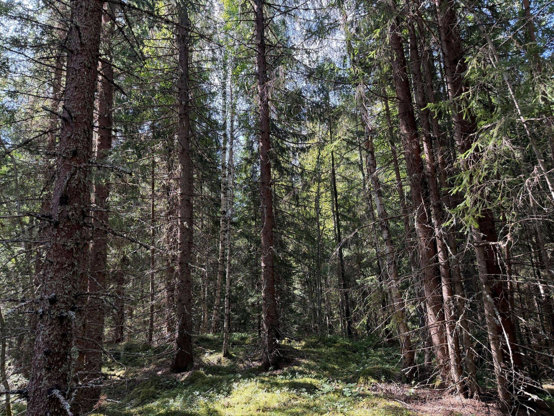 Gård/skog på Hansjö 317:24 Orsa kommun - bild 32