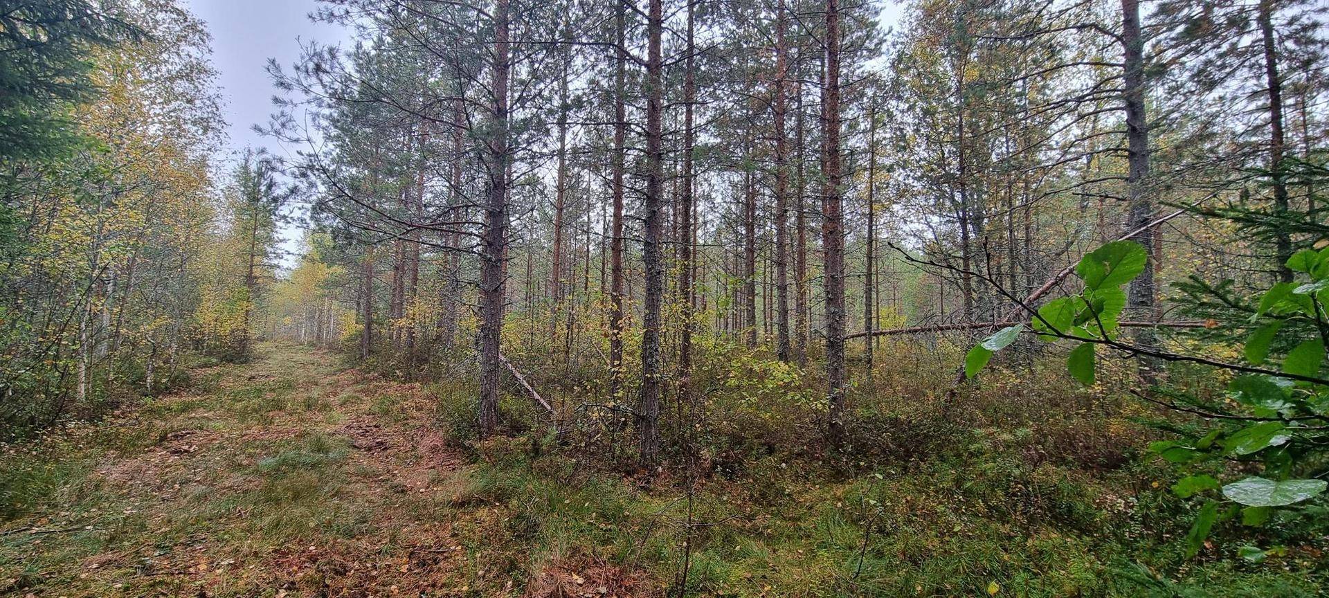 Gård/skog på Vamsta, intill naturreservatet Östhammars kommun - bild 21
