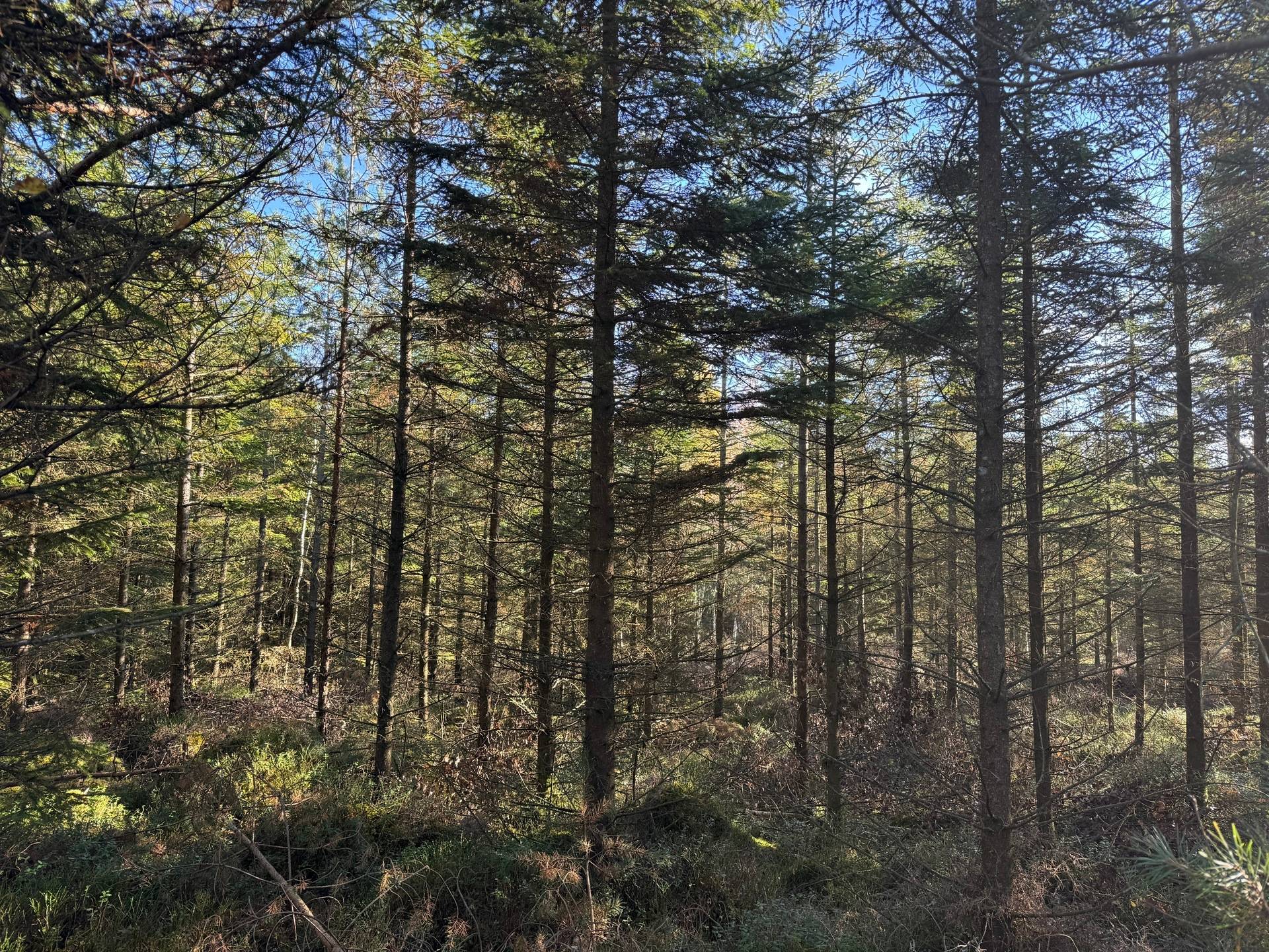 Gård med skogsbruk på Tokhult 1:13 Öxabäck Marks kommun - bild 14