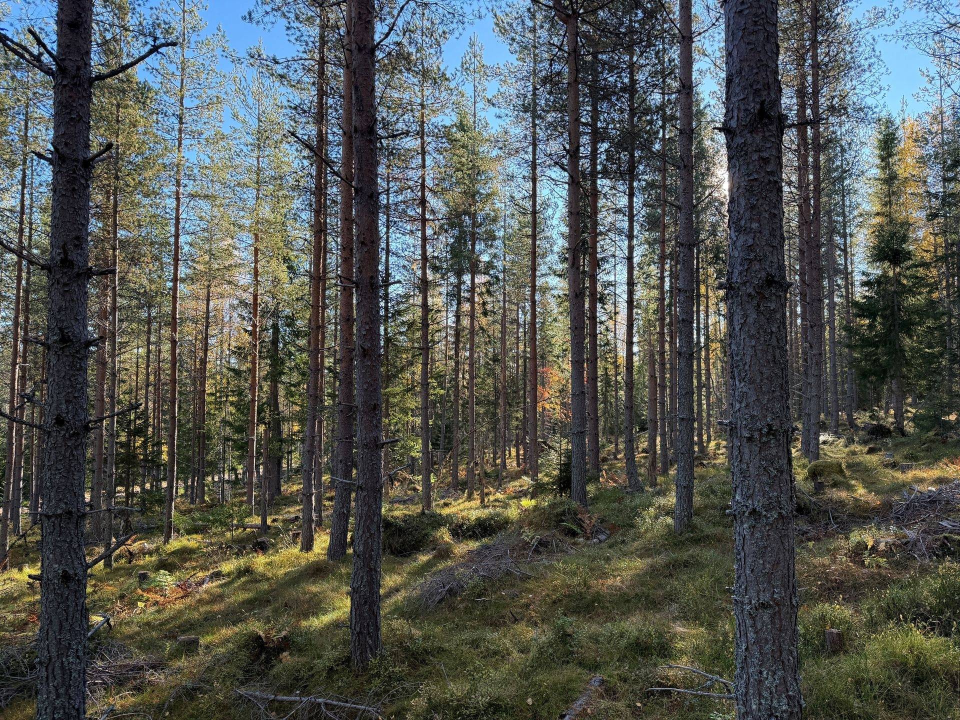 Gård/skog på Hansjö 8:5 Orsa kommun - bild 25