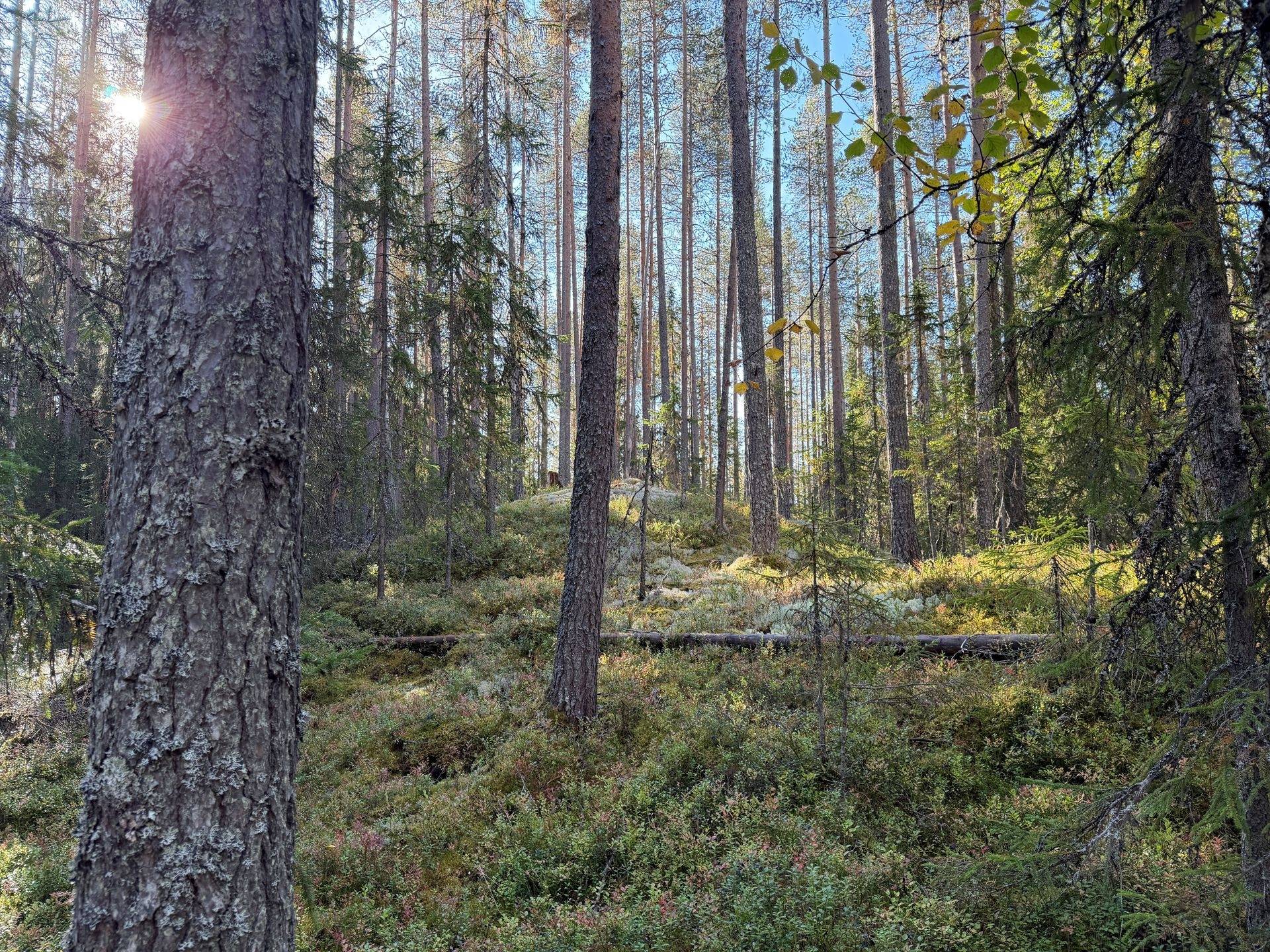 Gård/skog på Limbäck 89:3 Våmhus Mora kommun - bild 20