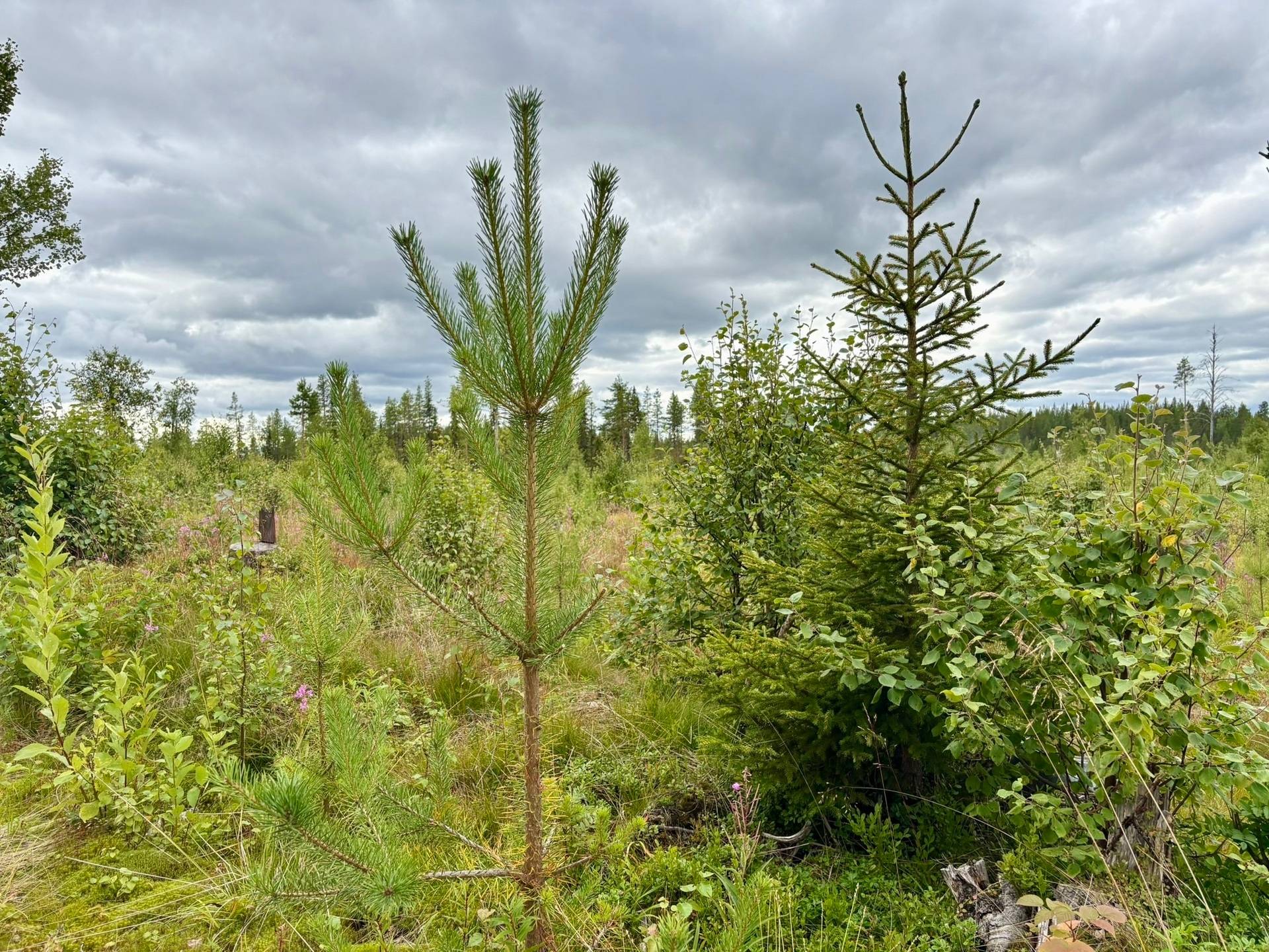 Gård/skog på Björksele 1:44 Lycksele kommun - bild 8