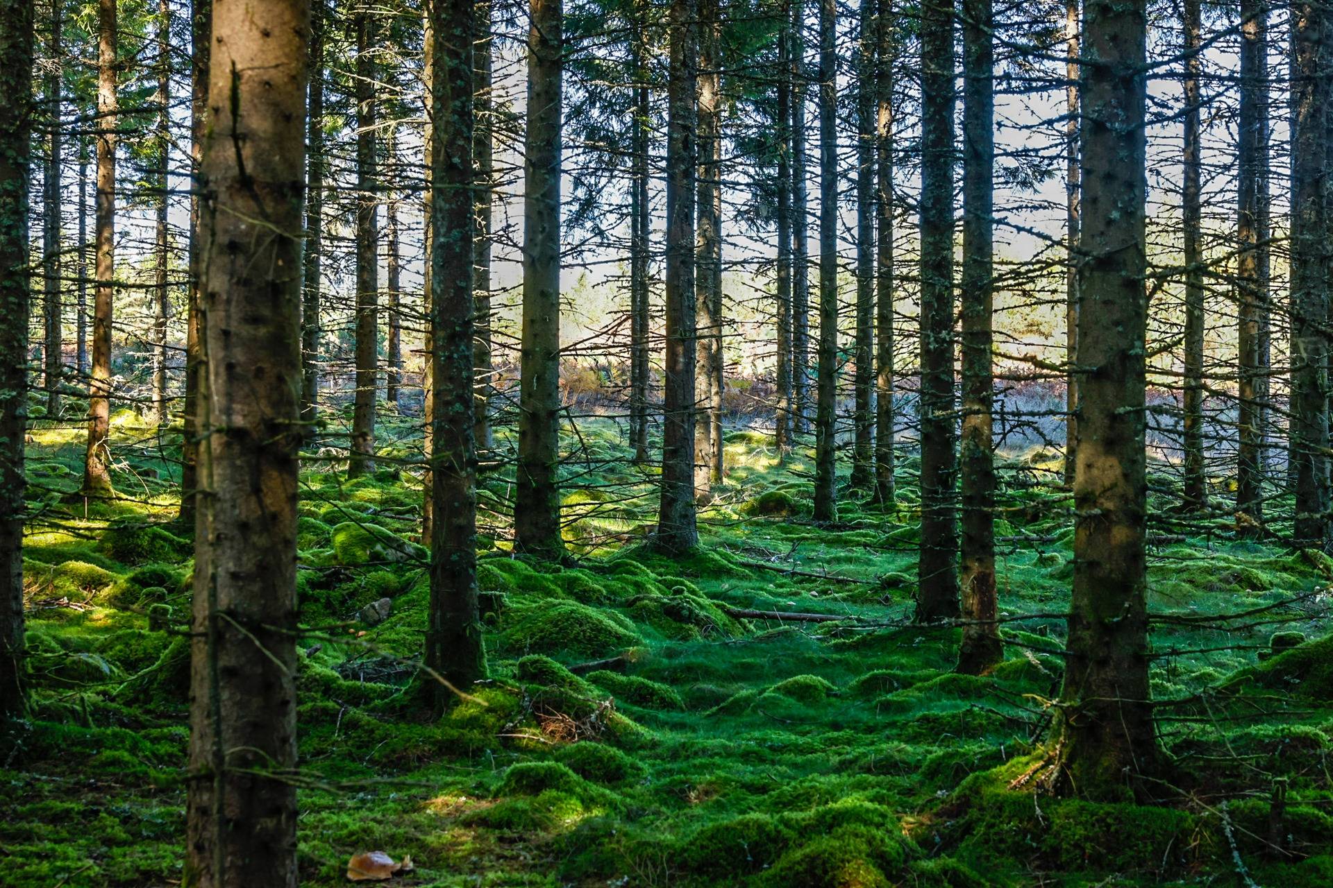 Gård/skog på SVENLJUNGA UGGLEBO 2:3 Örsås Svenljunga kommun - bild 18