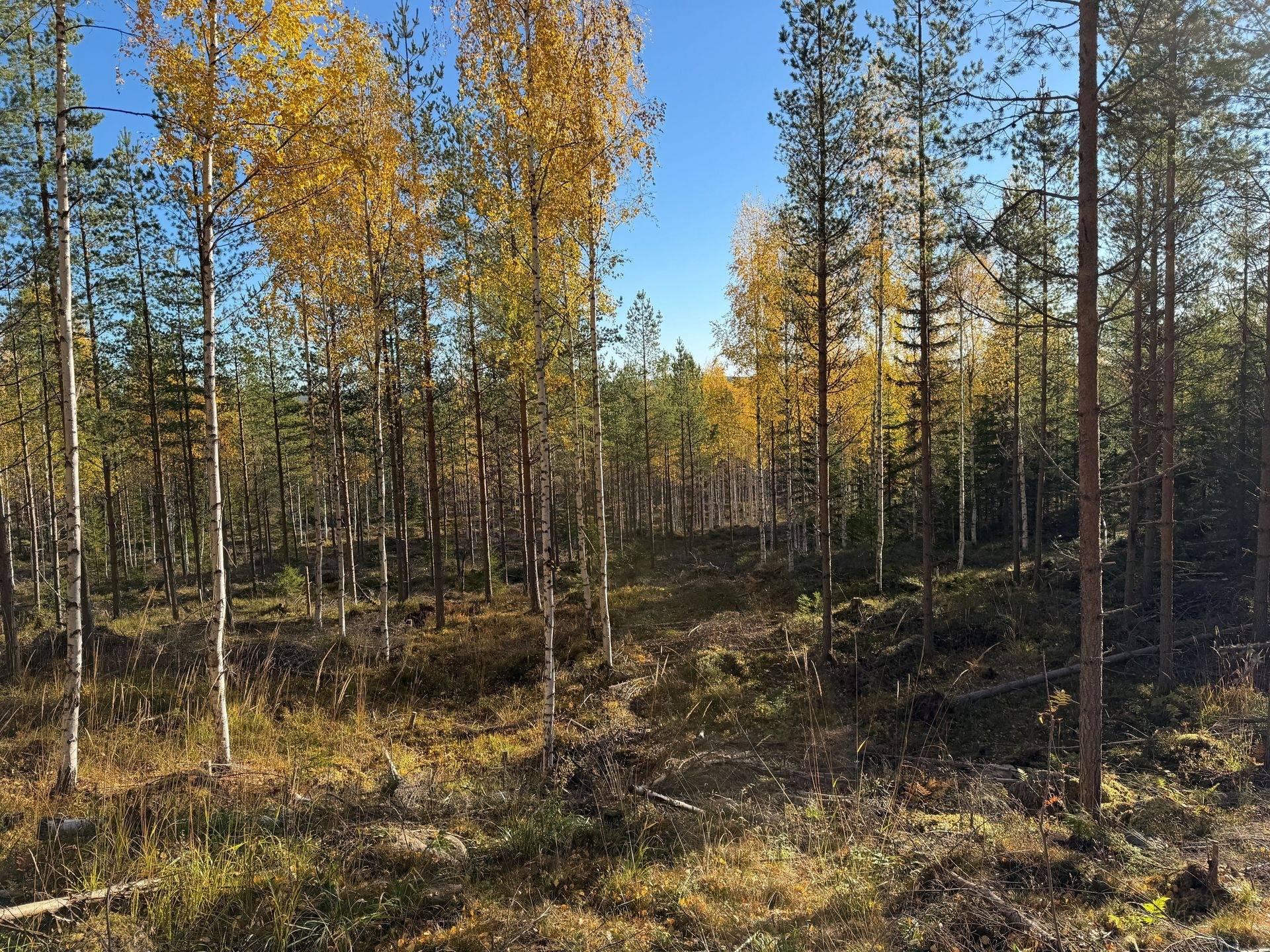 Gård/skog på Hansjö 8:5 Orsa kommun - bild 22