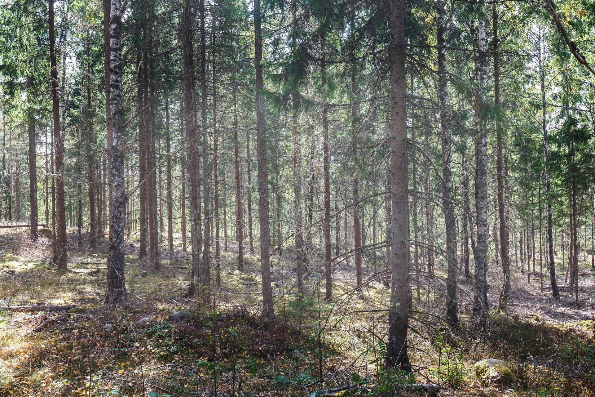 Gård med jordbruk på Nässja Vaggeryds kommun - bild 44