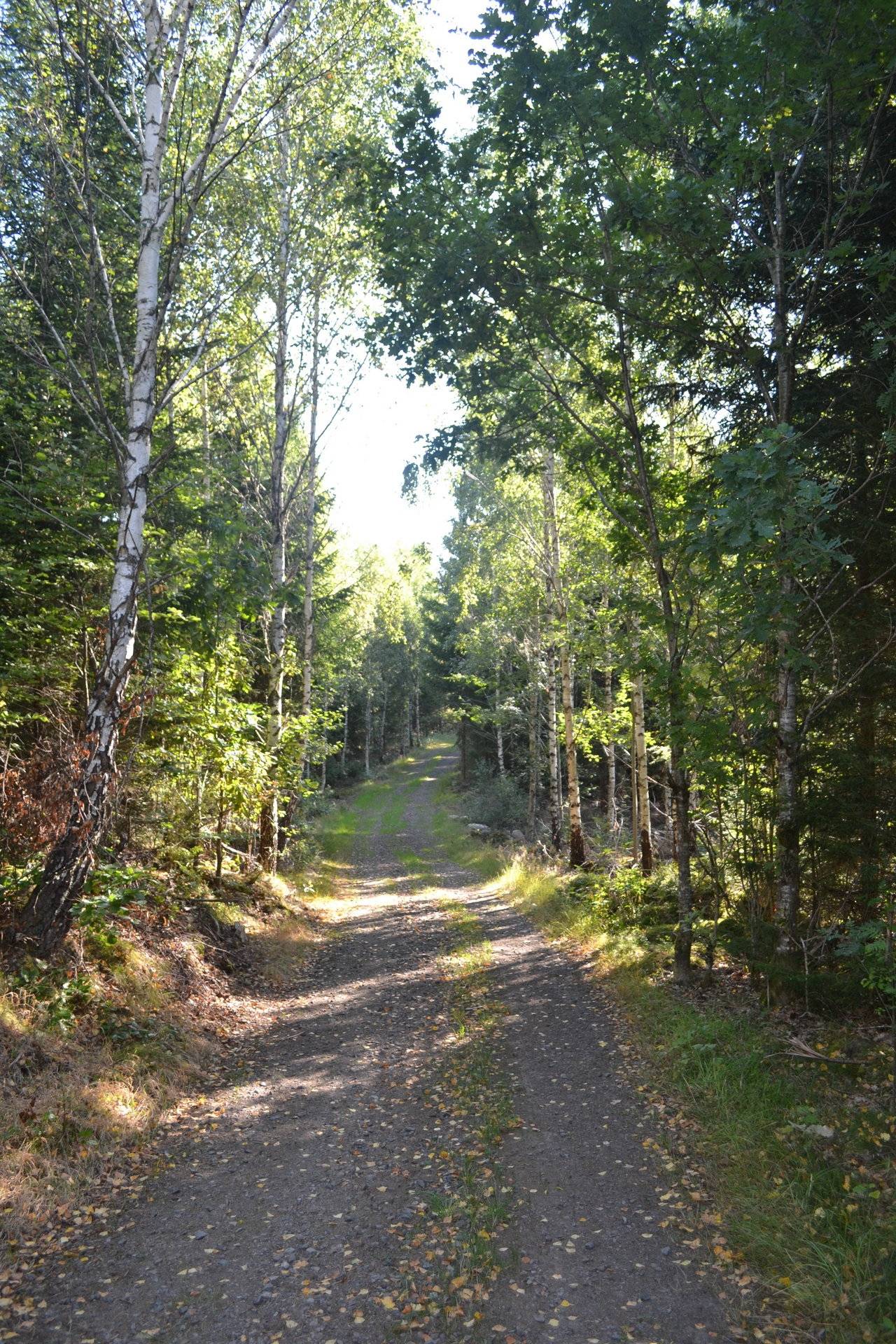 Gård med skogsbruk på Jeppa Svenstorp 2150 Jeppa Svenstorp Osby kommun - bild 8