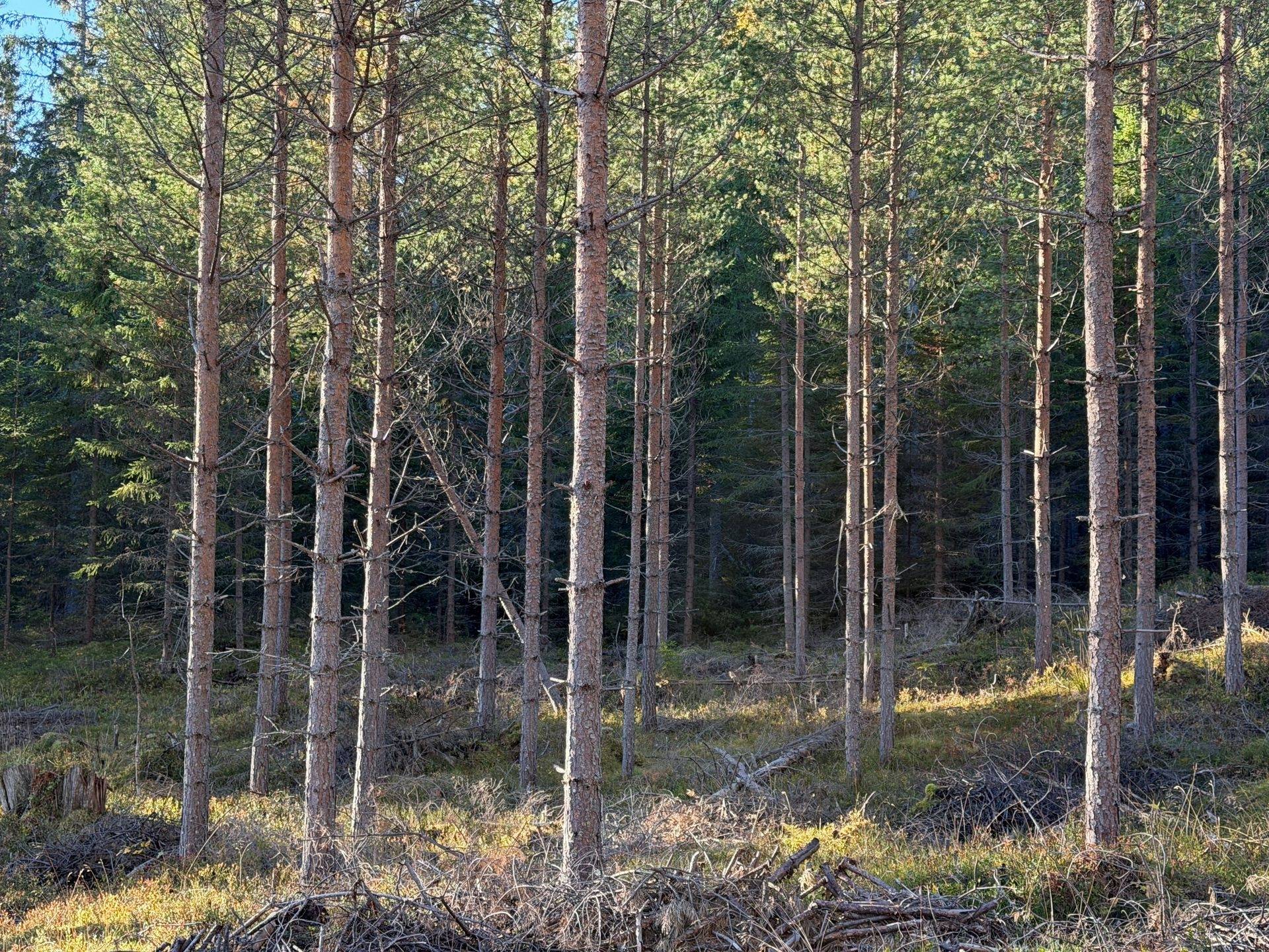 Gård/skog på Hansjö 8:5 Orsa kommun - bild 17