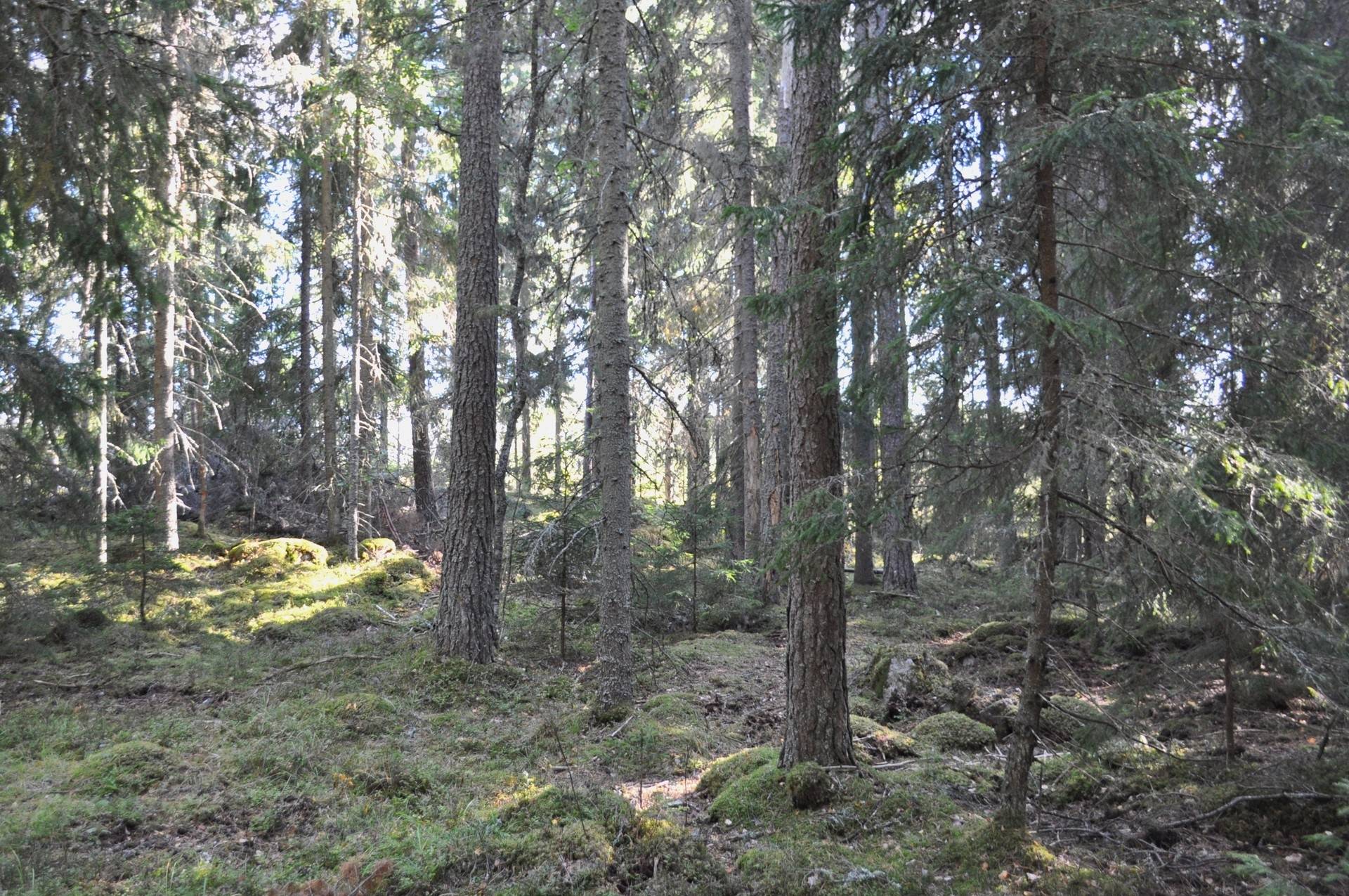 Gård med skogsbruk på Uppsala Götbrunna 4:1 Götbrunna Uppsala kommun - bild 12