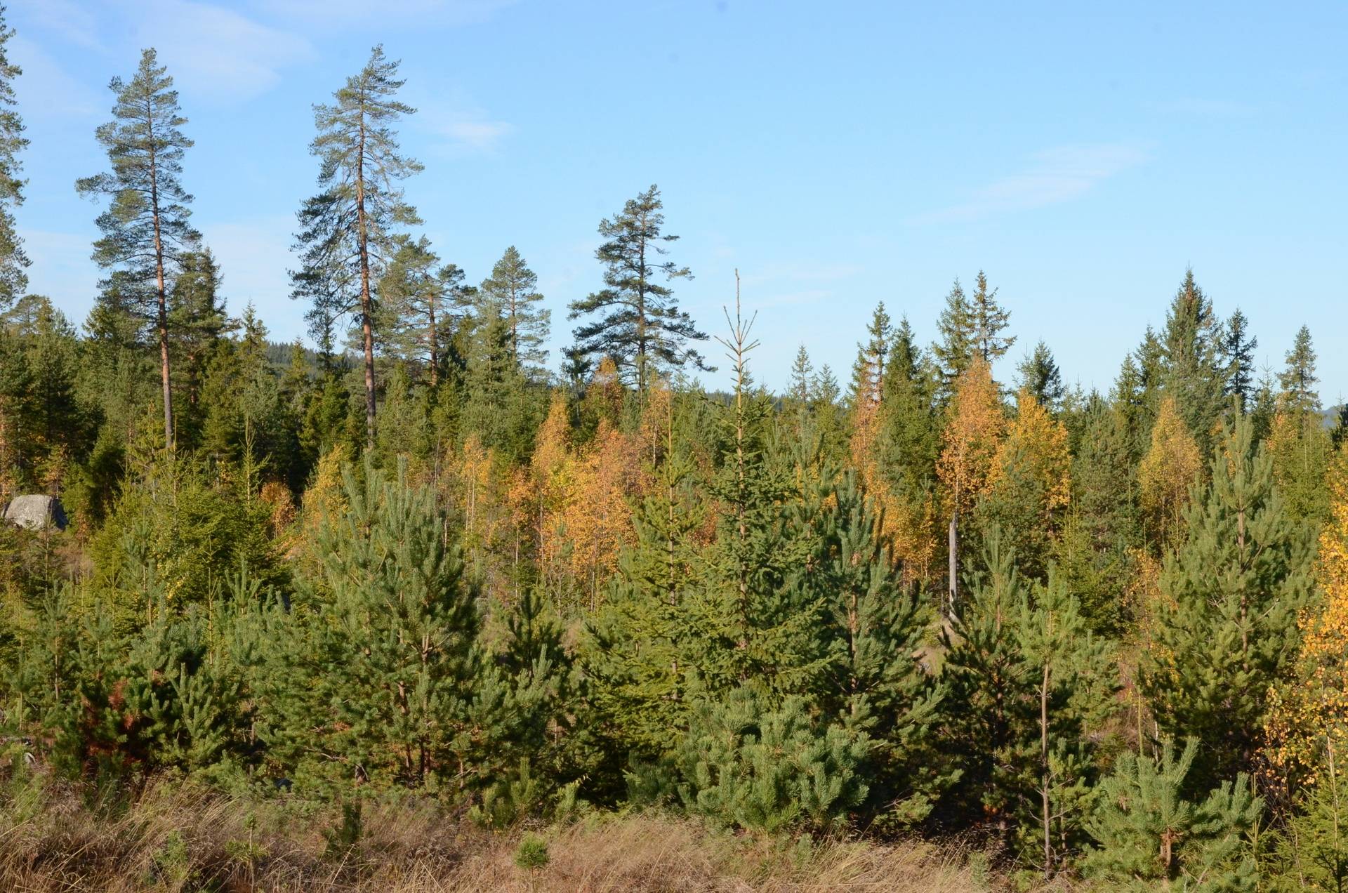 Gård med skogsbruk på Österfors Gagnefs kommun - bild 25