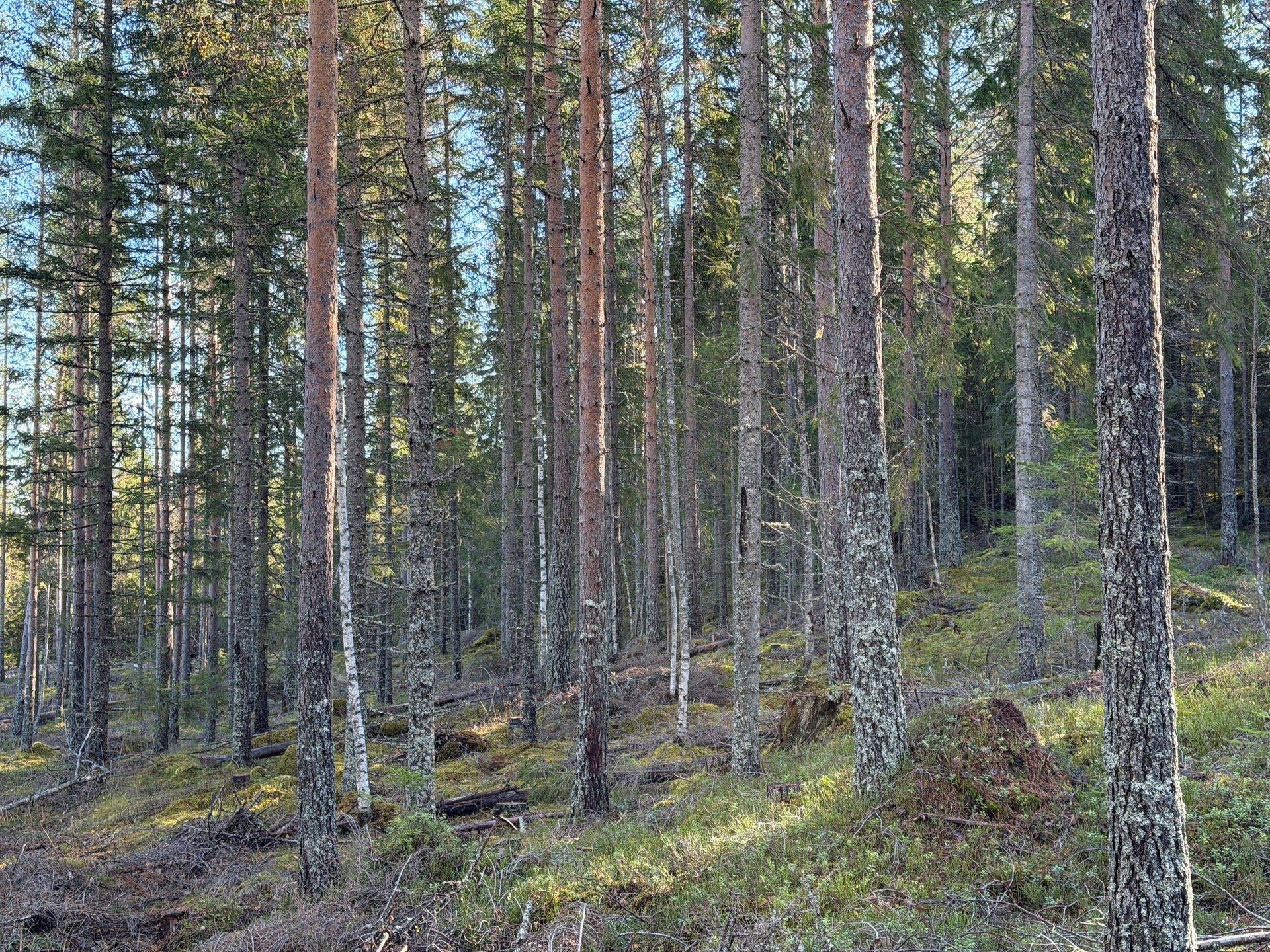 Gård/skog på Lindor 33 Orsa kommun - bild 10