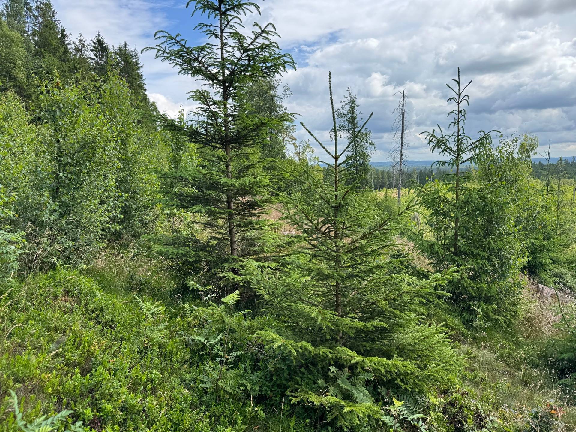 Gård med jordbruk på Ringestena Lillegården 1 Ringestena Svenljunga kommun - bild 53
