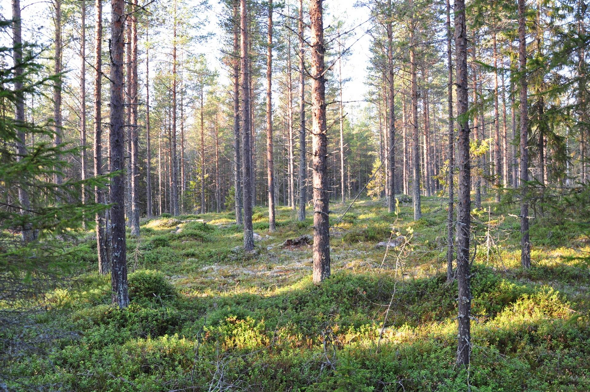 gård/skog på Sunderbyn Södra Sunderbyn, Luleå kommun - bild 1