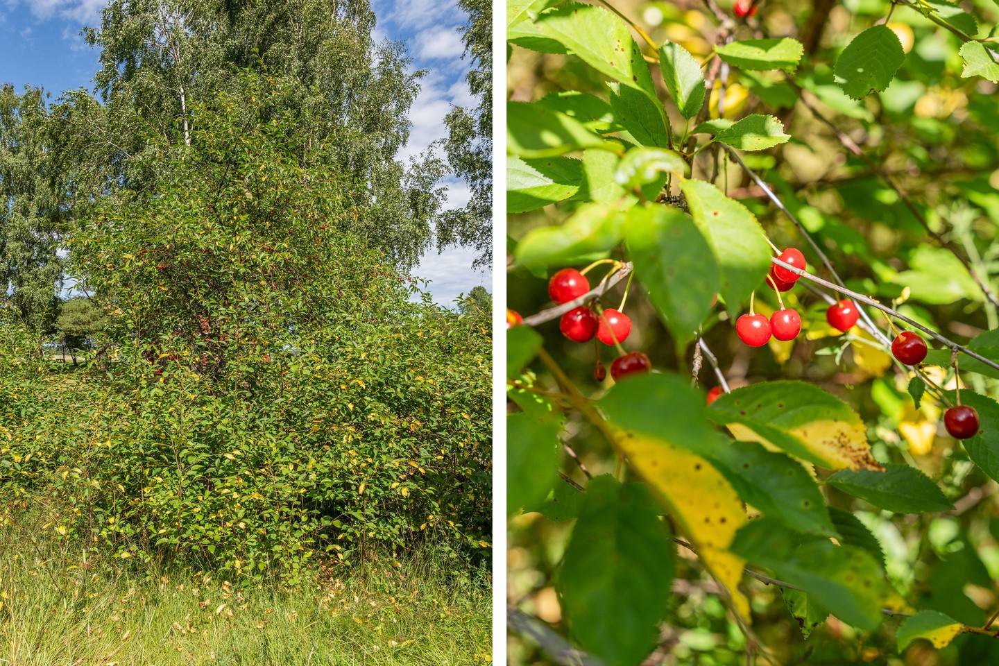 5 rum Villa på Botilsäters-Byn Skogaryd Värmlandsnäs Säffle kommun - bild 49