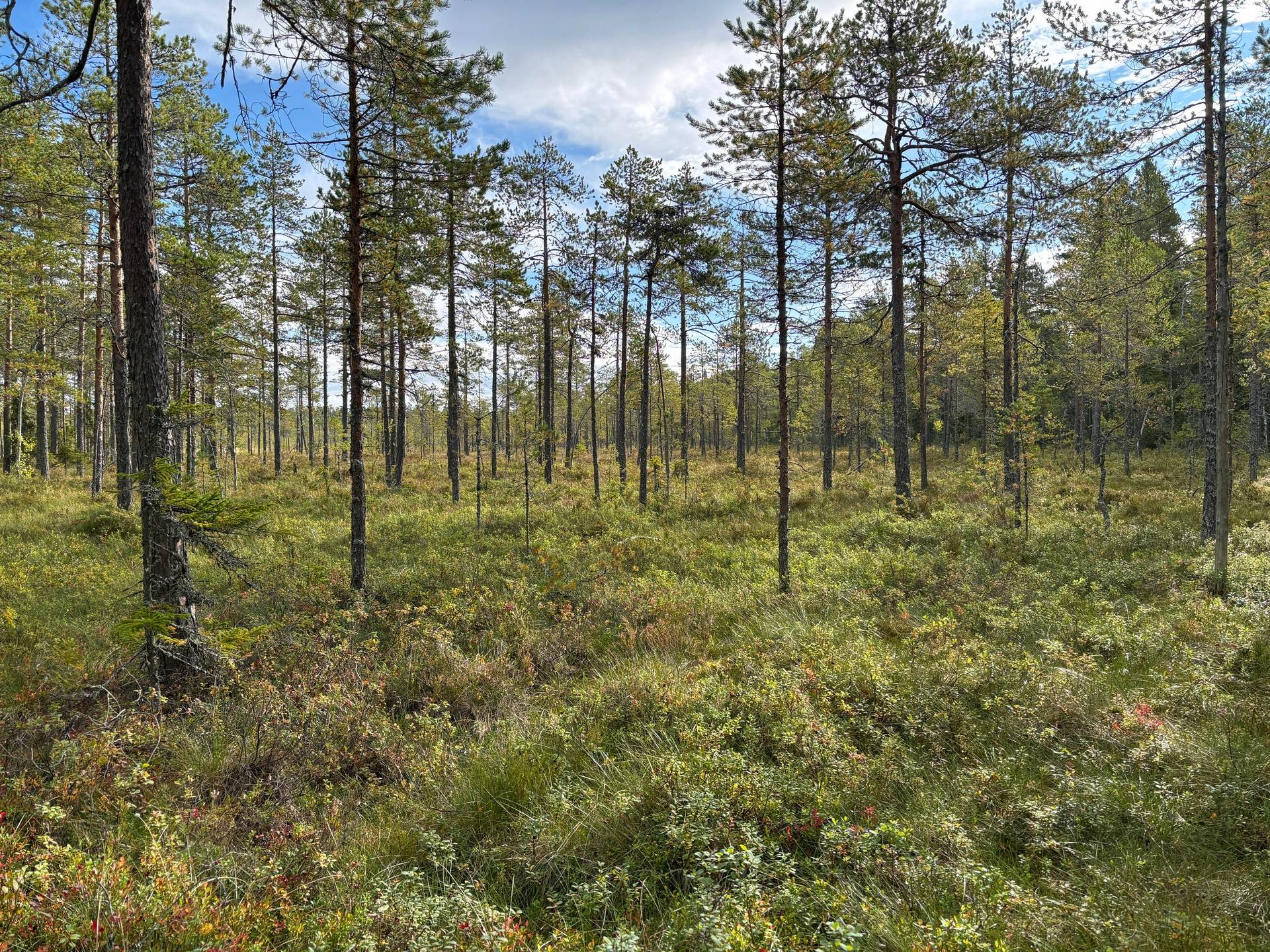 Gård/skog på Skogsskifte i Gullbergsbo Gullbergsbo Ovanåkers kommun - bild 5