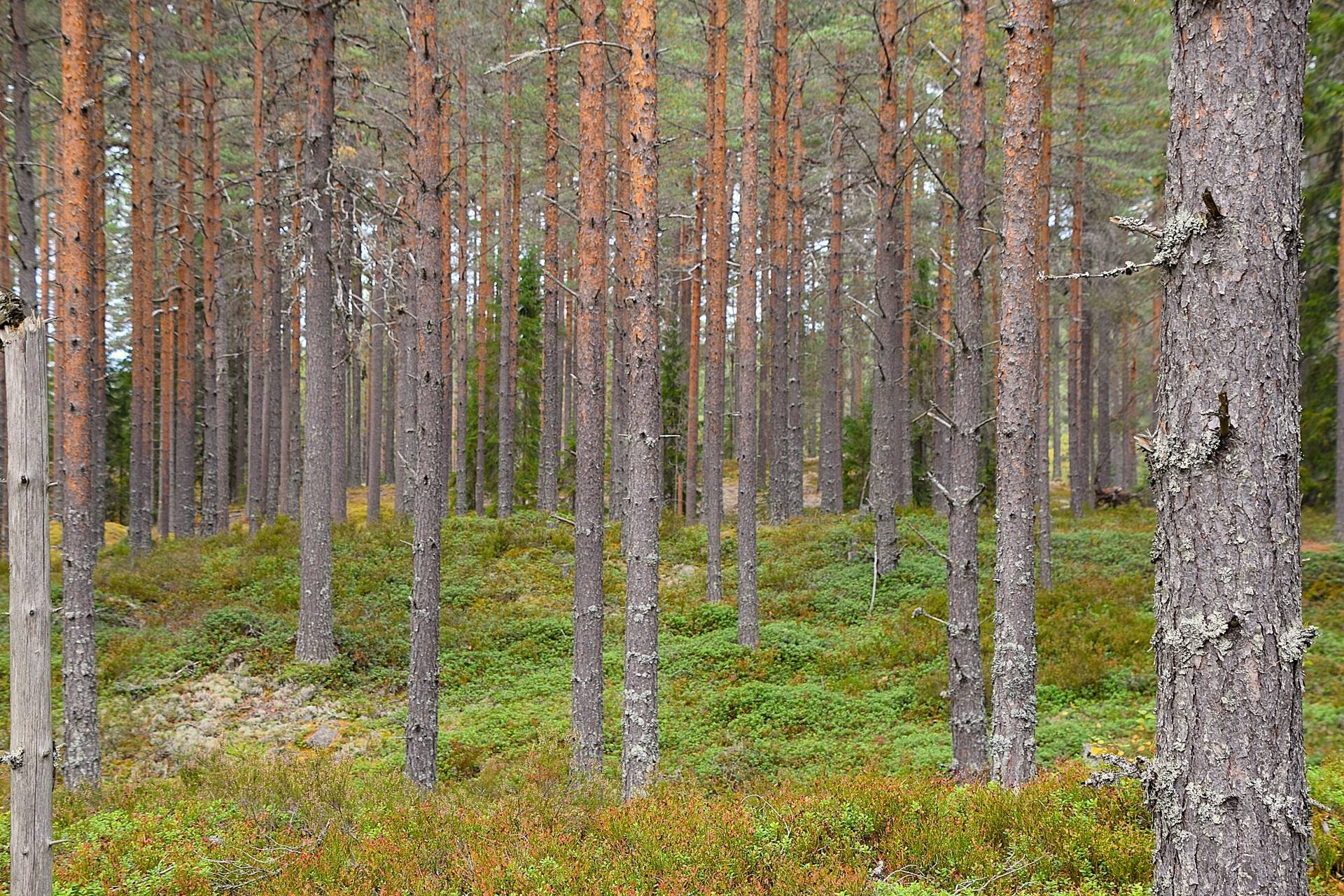Gård med skogsbruk på Gravol Gravol Torsby kommun - bild 3