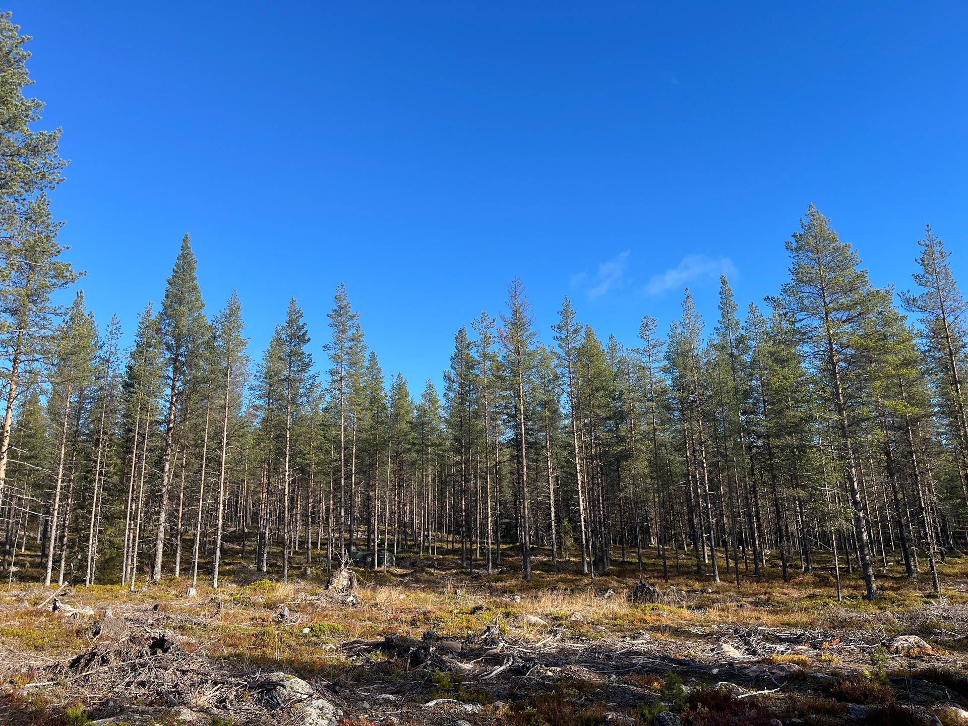 Gård/skog Malå Malå kommun - bild 9