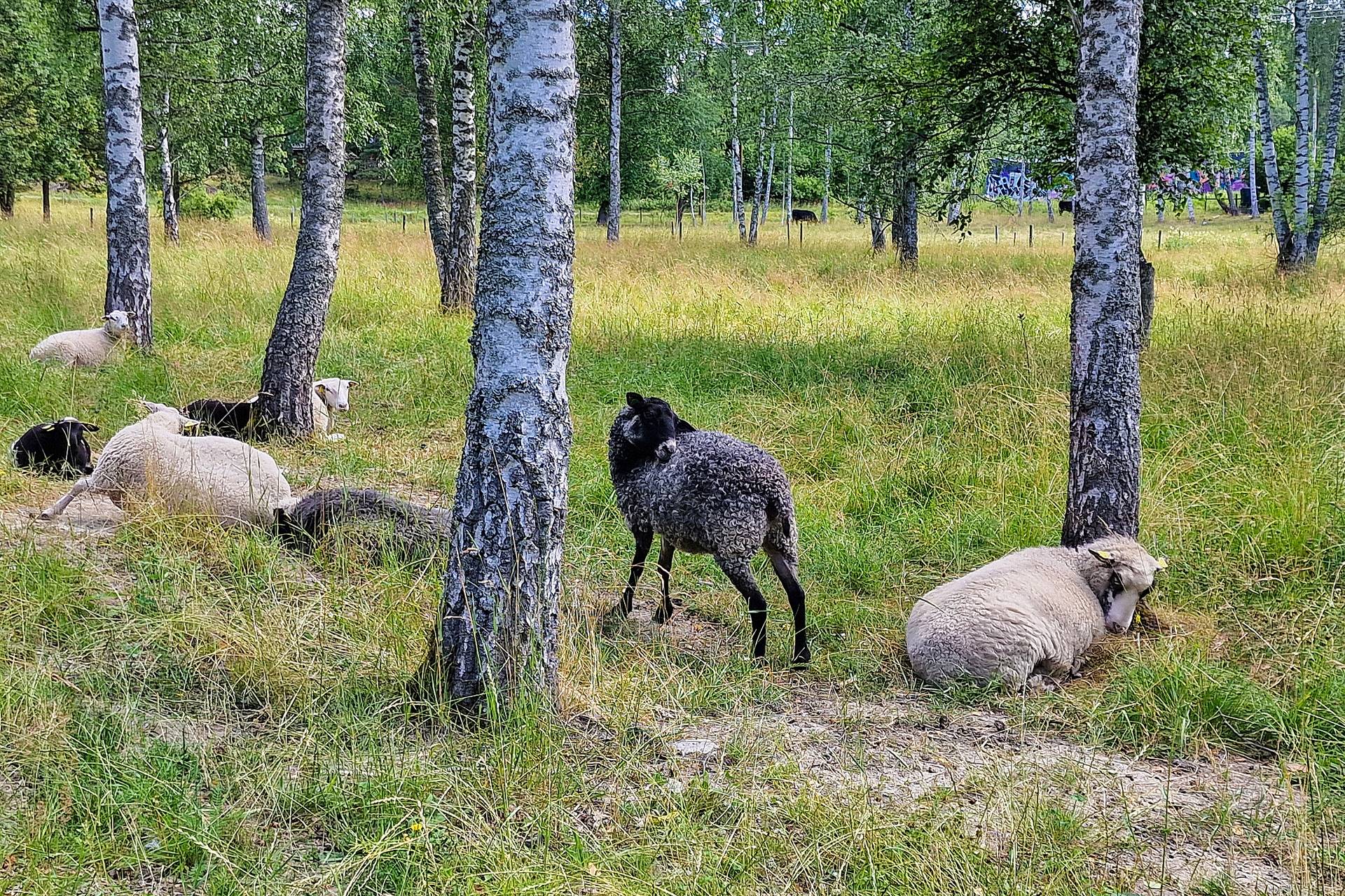 4 rum Lägenhet på Bäverbäcksgränd 16 Snösätra Stockholms kommun - bild 34