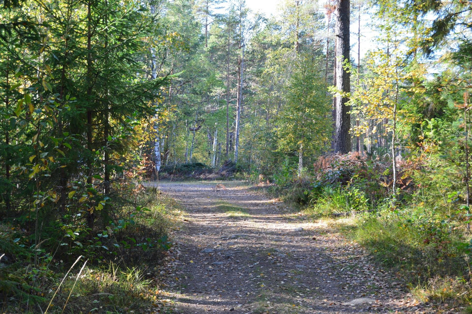 Gård med skogsbruk på Landtjärn Sandvikens kommun - bild 3