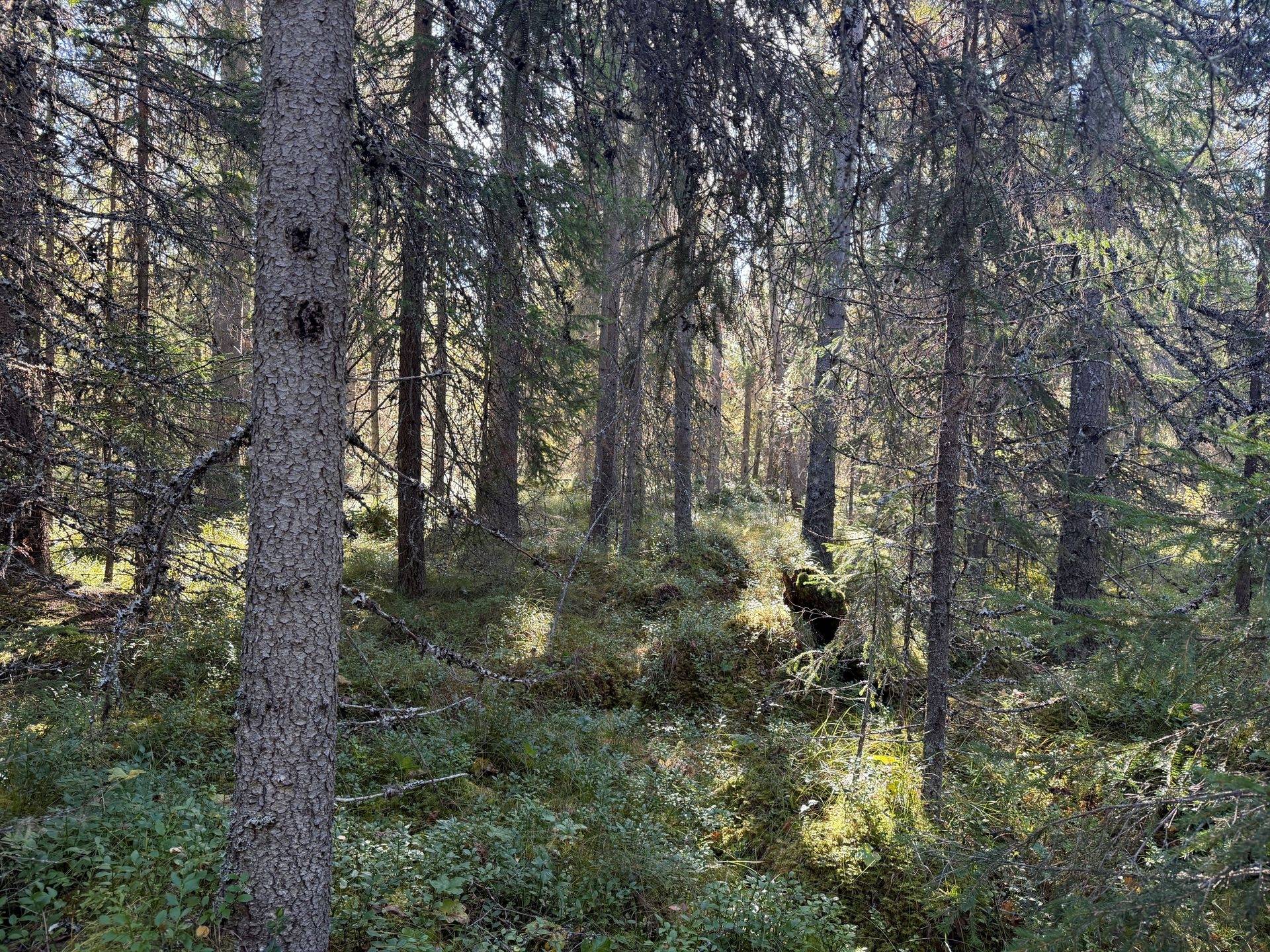 Gård/skog på Öjvasseln 20:1 Särna Älvdalens kommun - bild 11