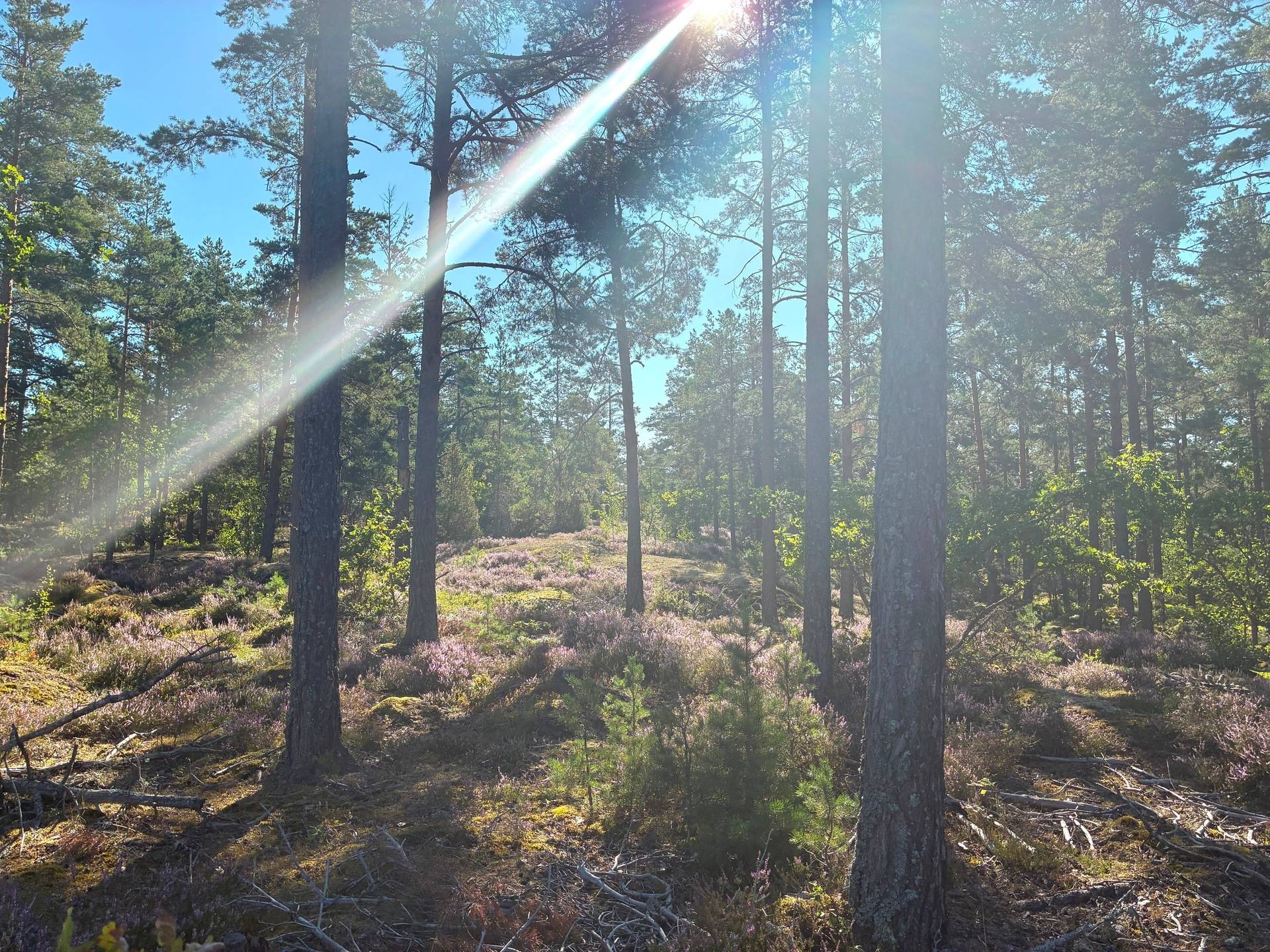 Gård med skogsbruk på Domänvägen 2 Saltvik Oskarshamns kommun - bild 8