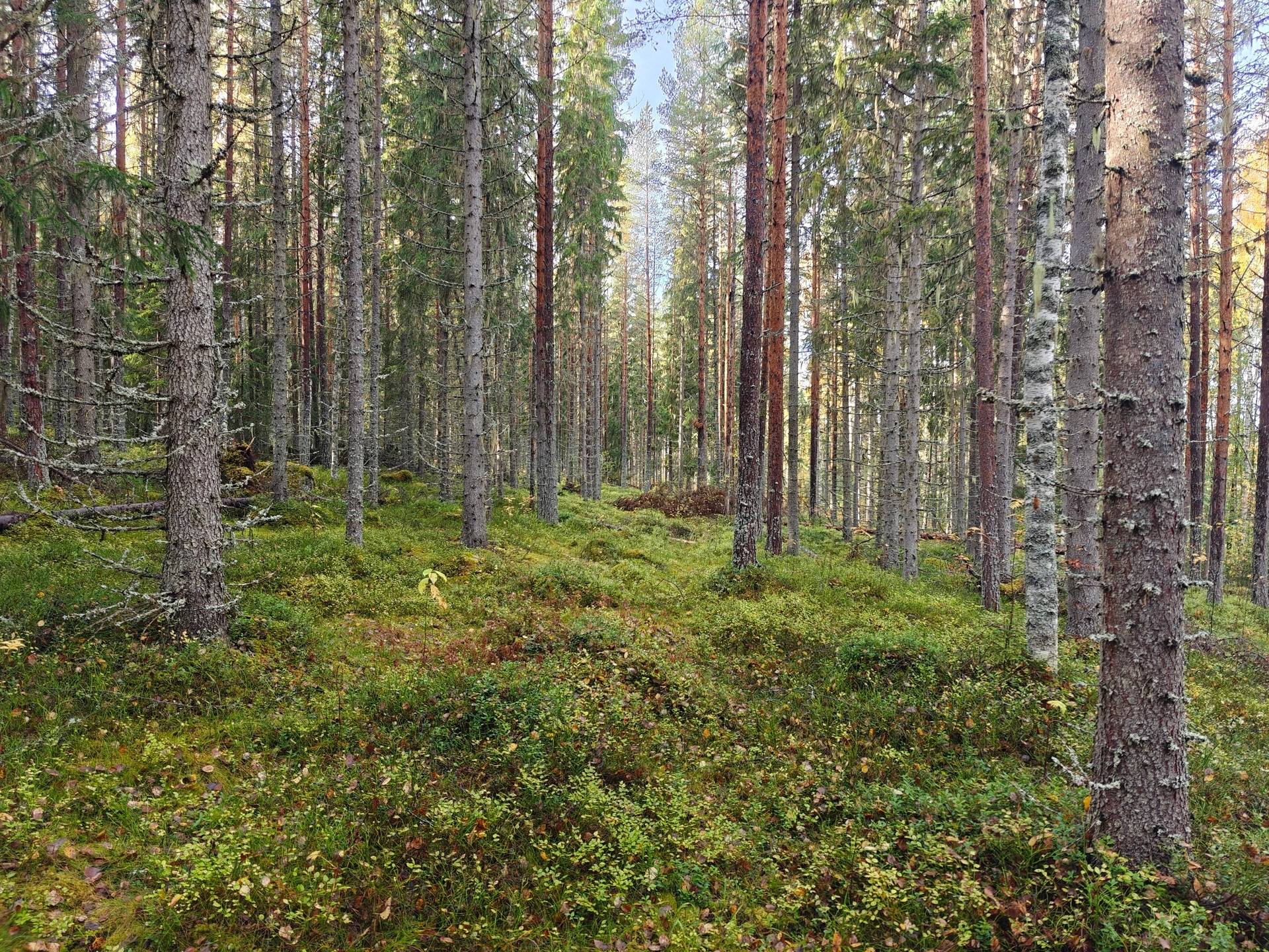 Gård/skog på RAGUNDA RAGUNDA-BÖLE 2:107 Ragunda kommun - bild 7